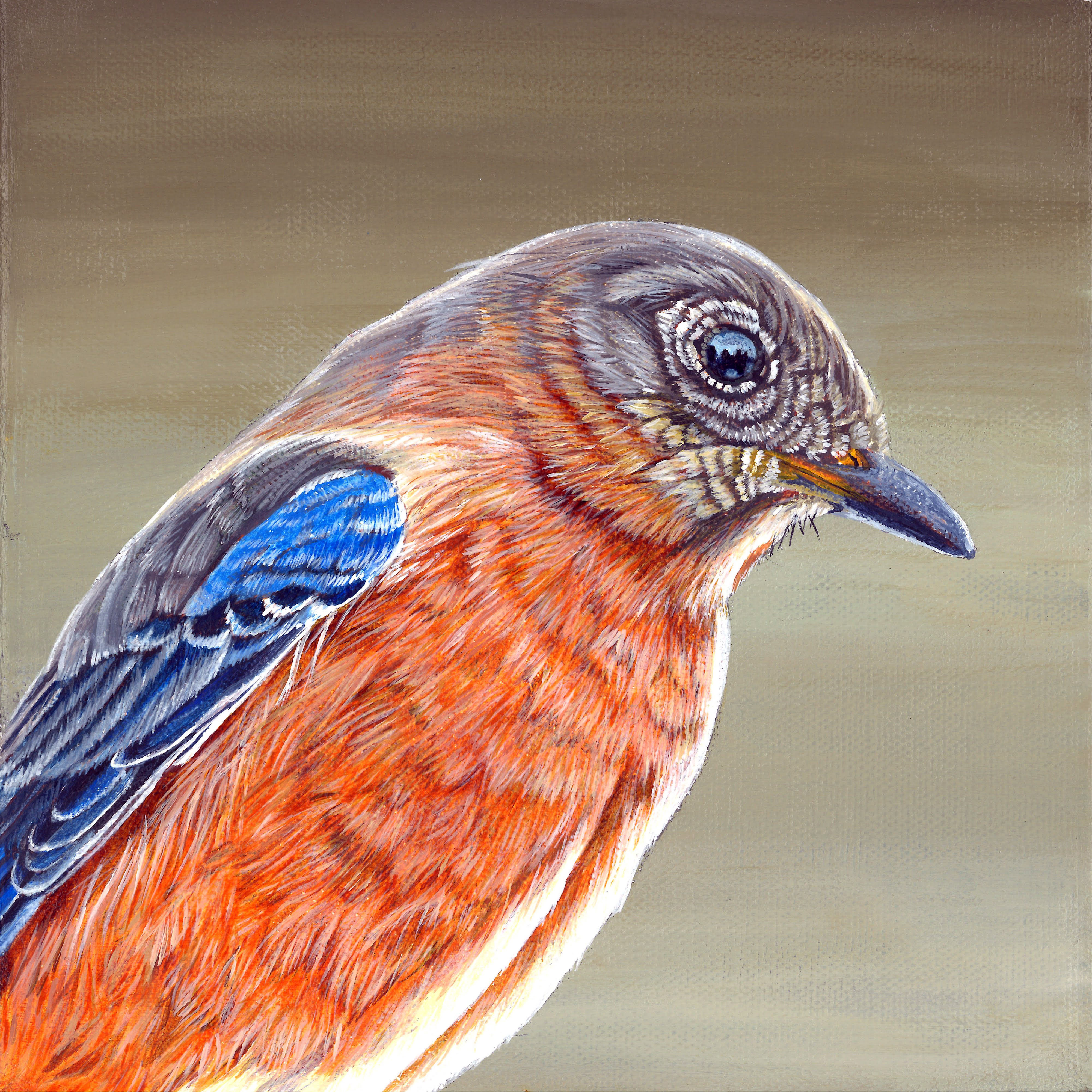 Bluebird - Female - Original Painting in Cedar Frame and Prints Available