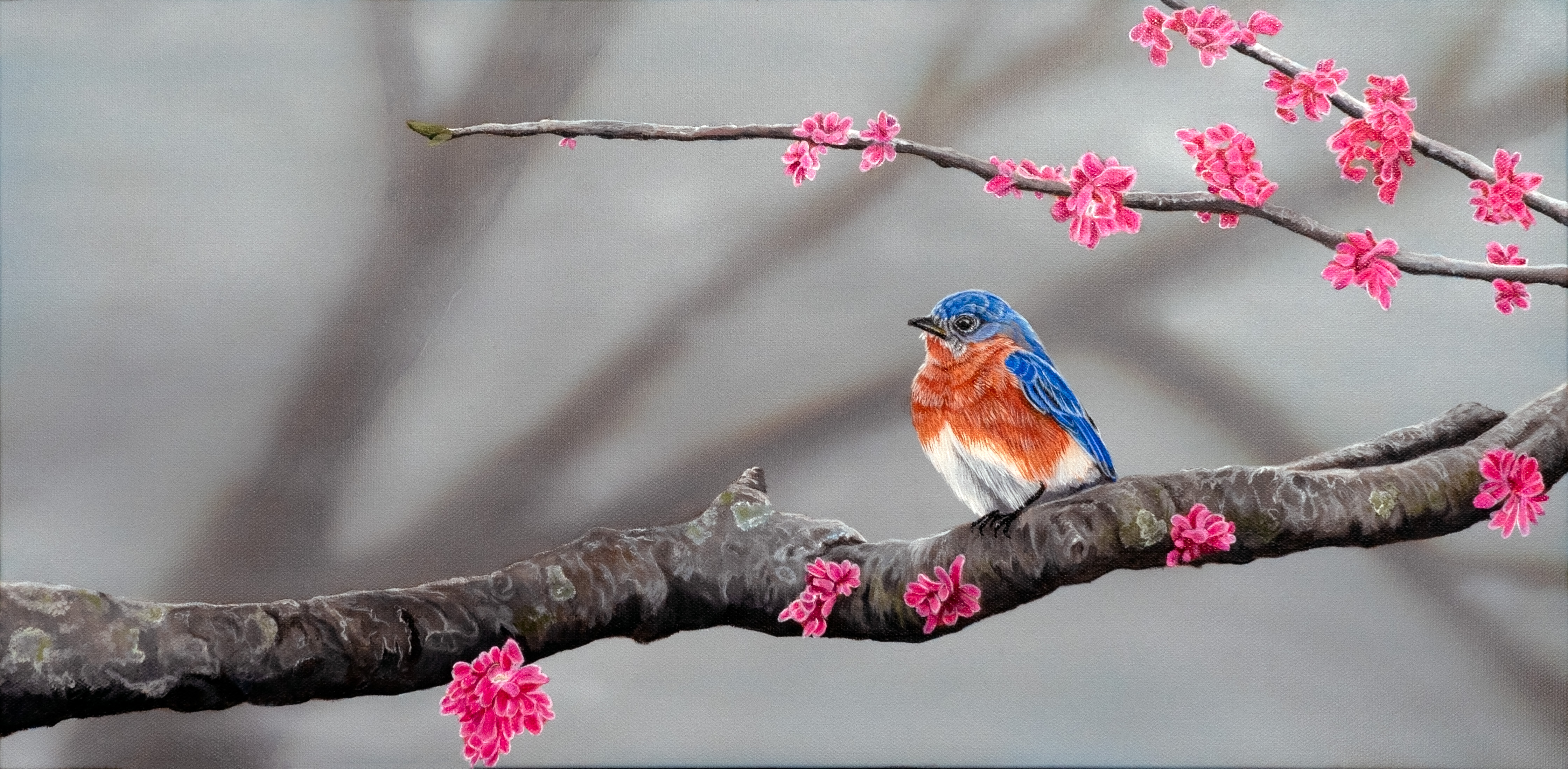 Bluebird - Cherry Blossom Blue - Giclee Prints available