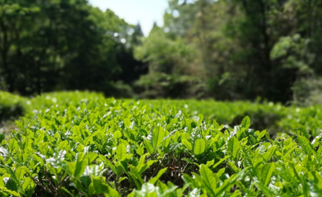 Sencha "Kinzo" 2025, thé vert de Yame