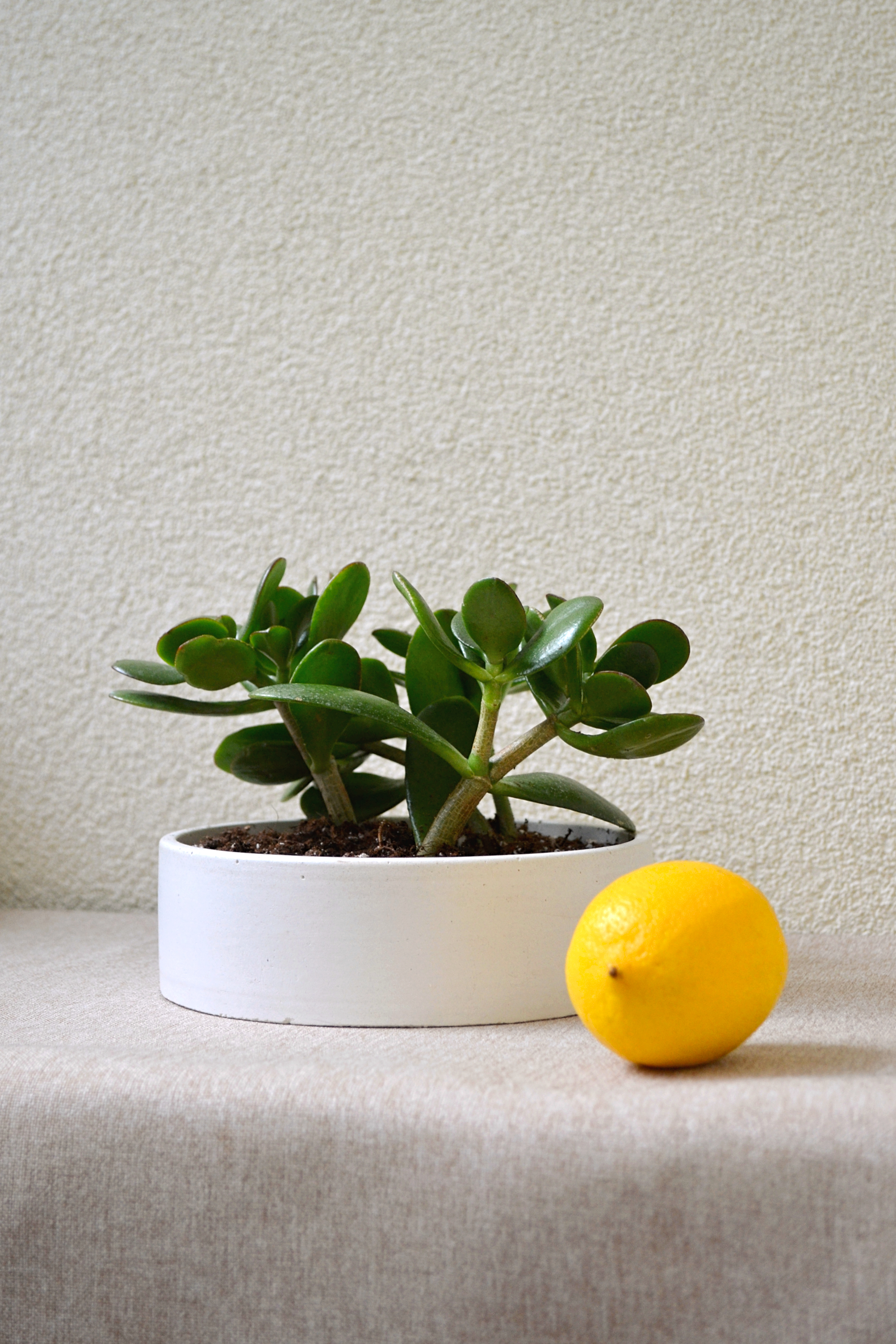 Betono dubuo sukulentams/ vaisiams