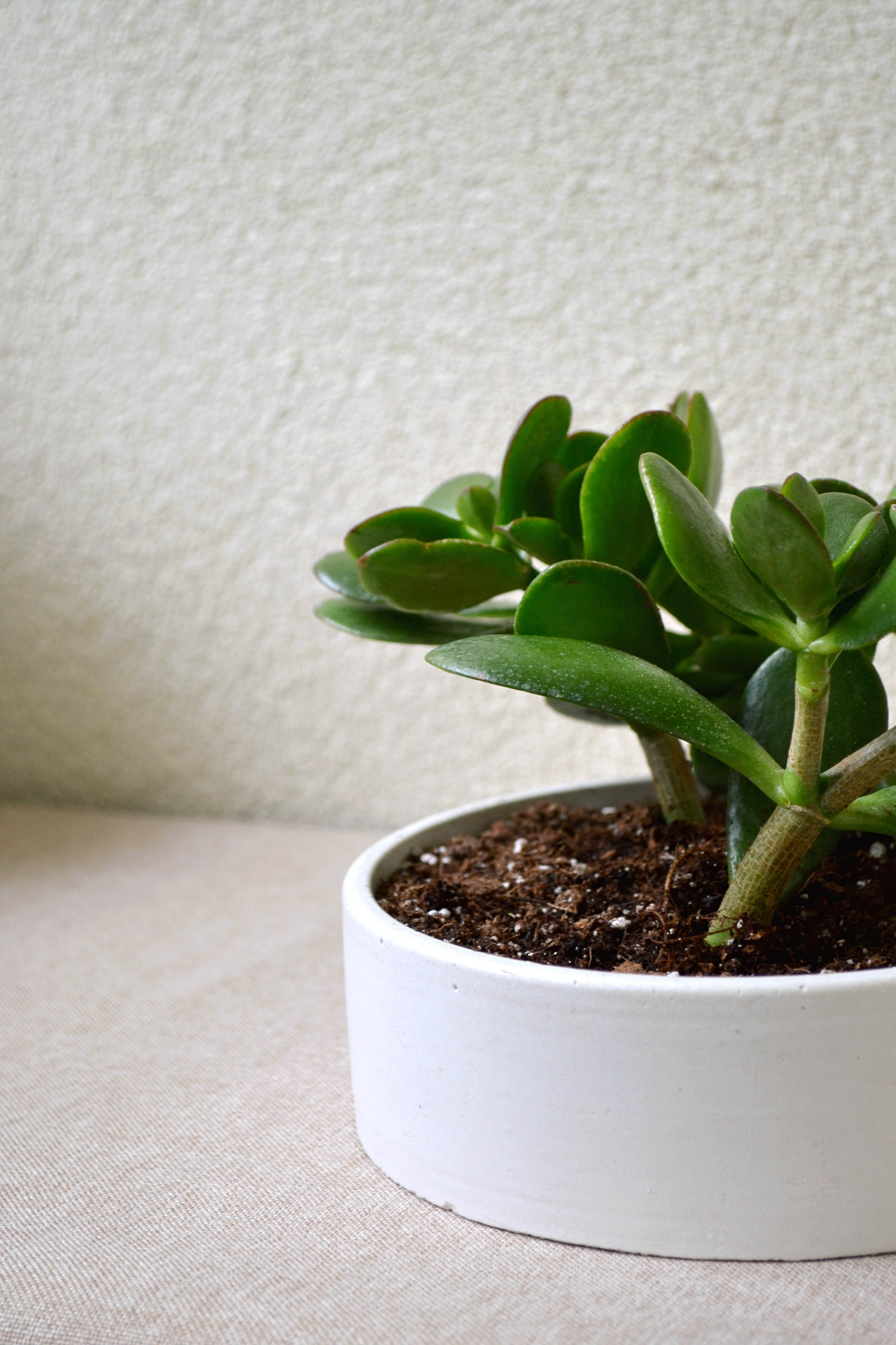 Betono dubuo sukulentams/ vaisiams