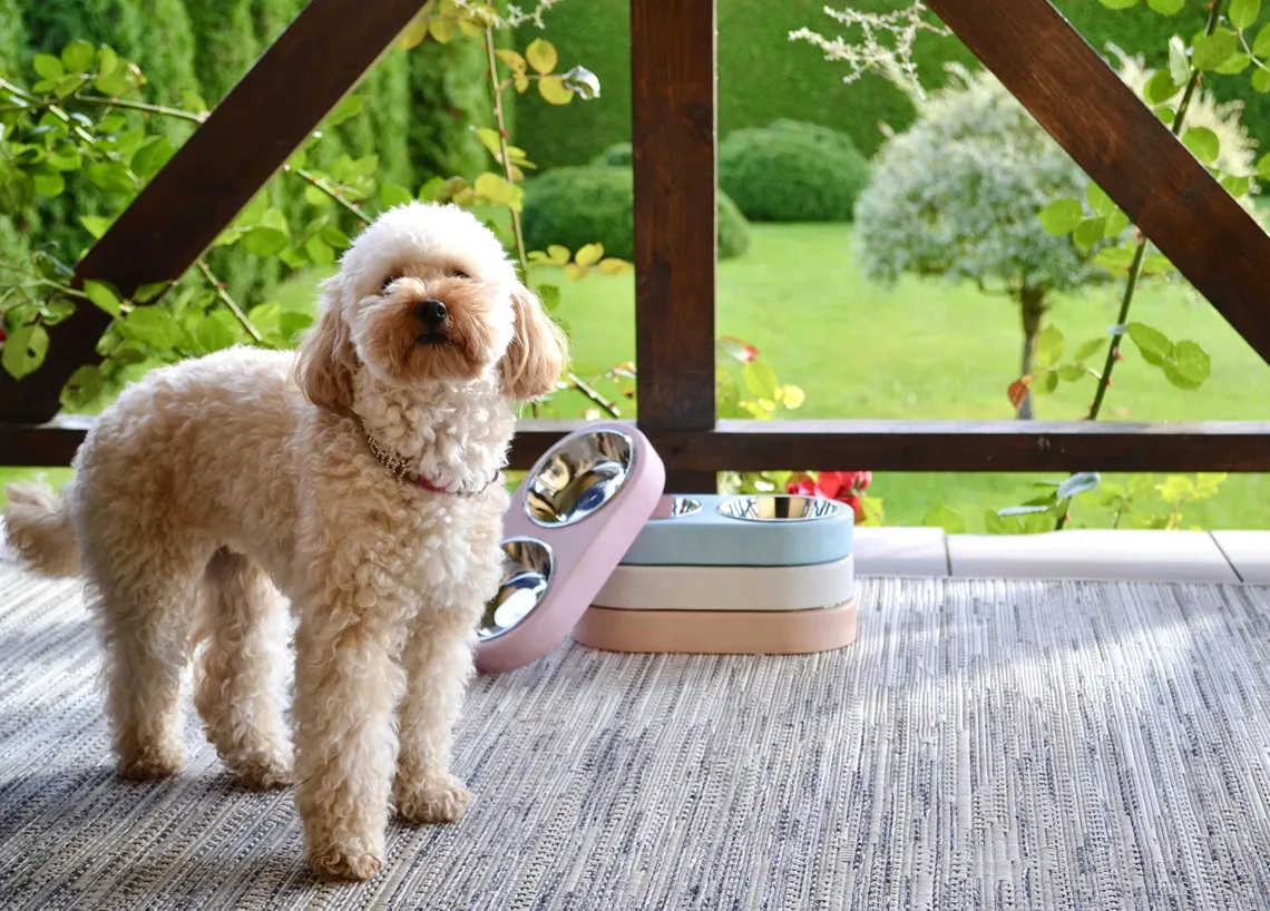 Dvigubas betono dubenėlis mažiems šunims ir katėms