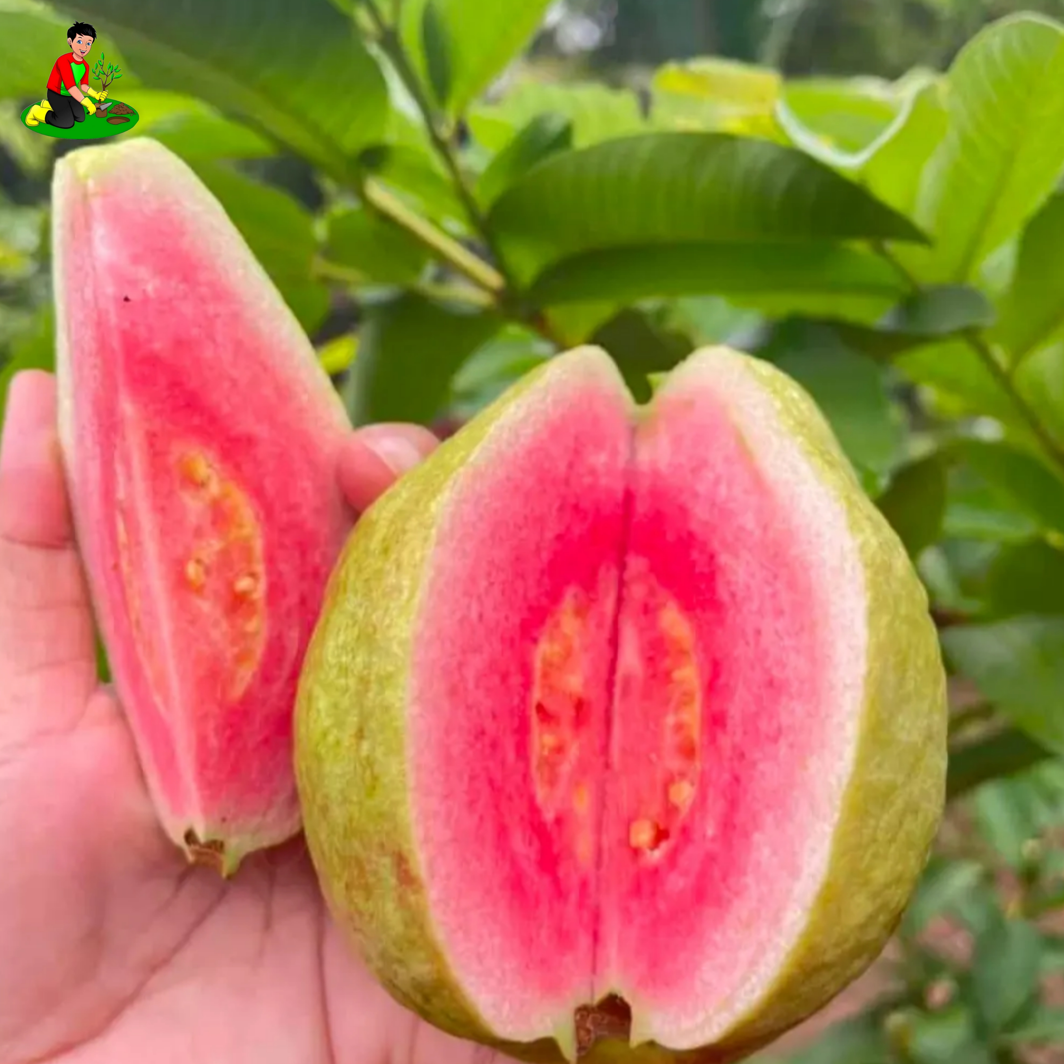 Taiwan pink guava plant