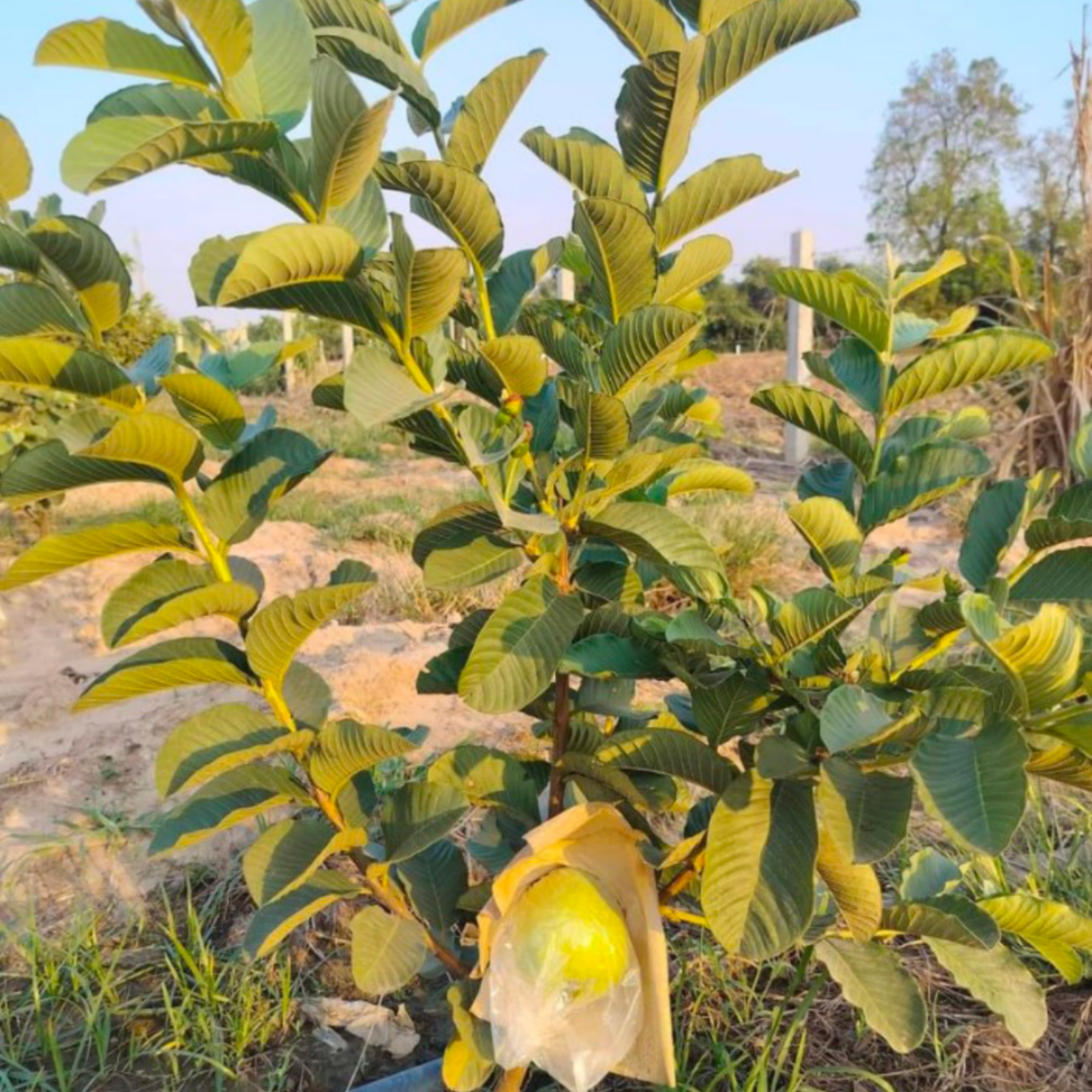 Taiwan pink guava plant