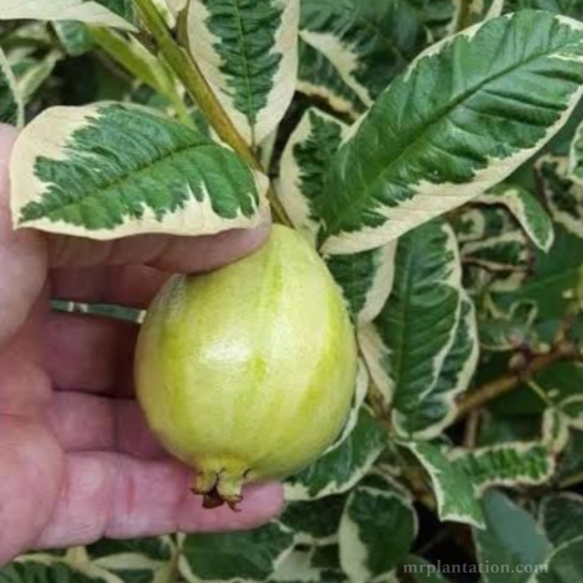 Variegated Guava Plant