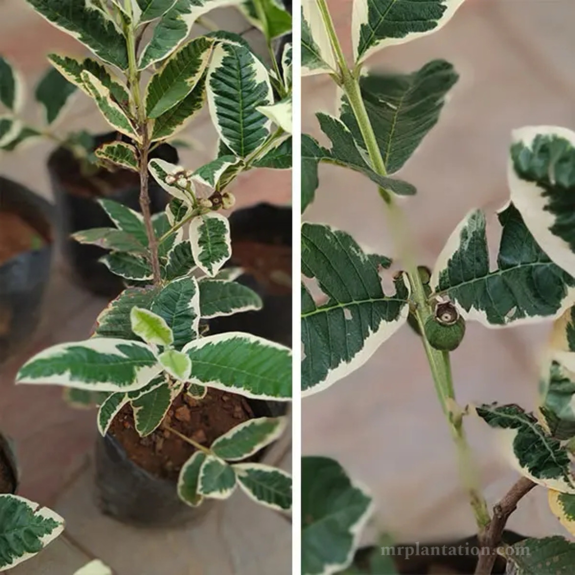 Variegated Guava Plant
