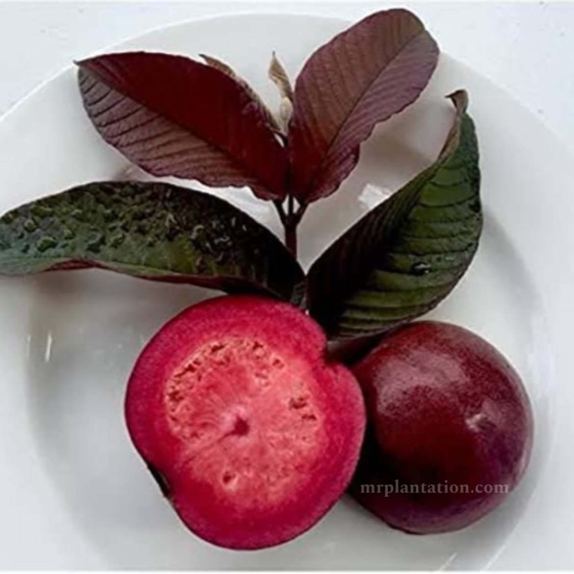 Beetroot Guava Plant