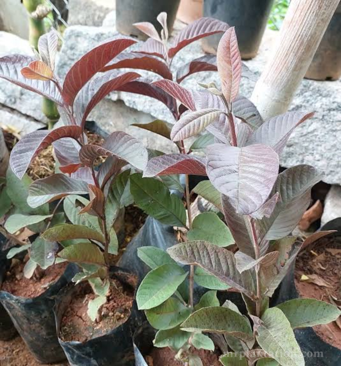 Beetroot Guava Plant