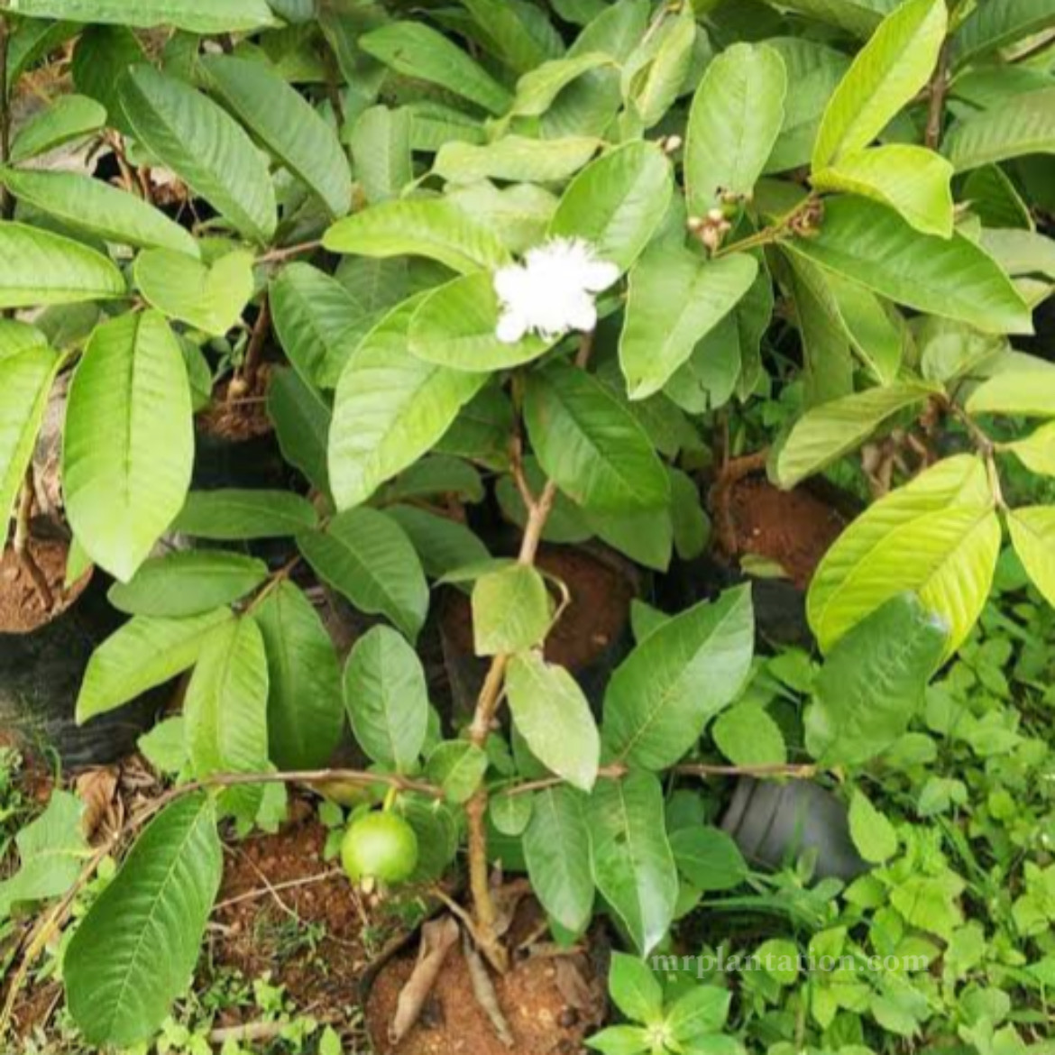 Arkakiran Guava plant