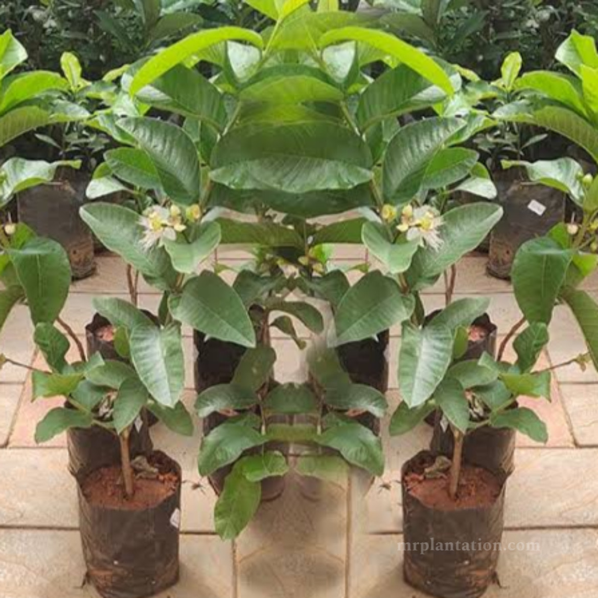 L49 Guava plant