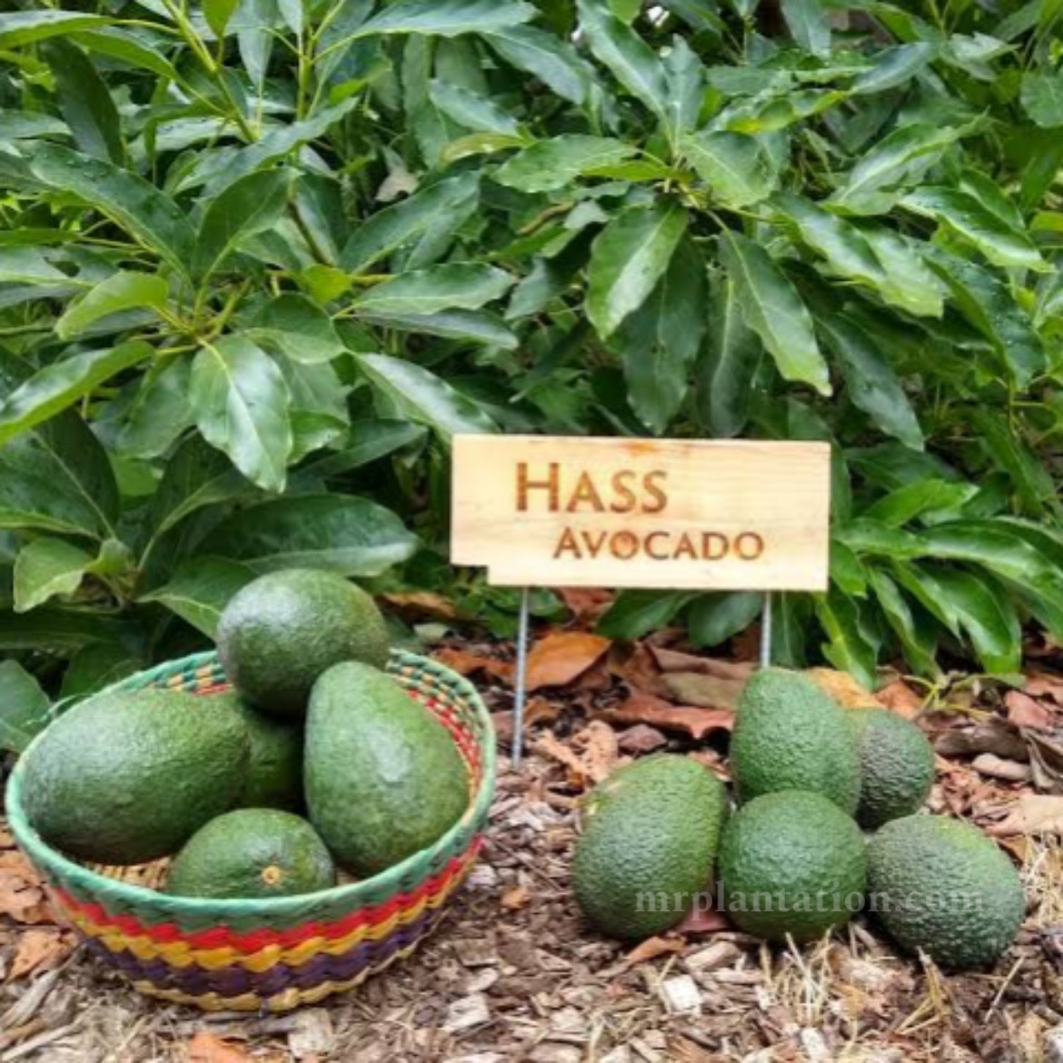 Hass Avocado Plant