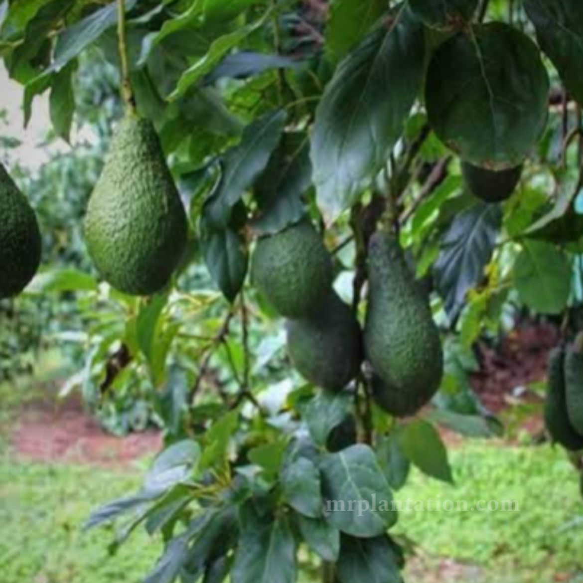 Pinkerton Avacado Plant