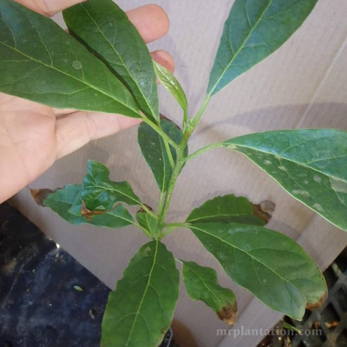 Pinkerton Avacado Plant