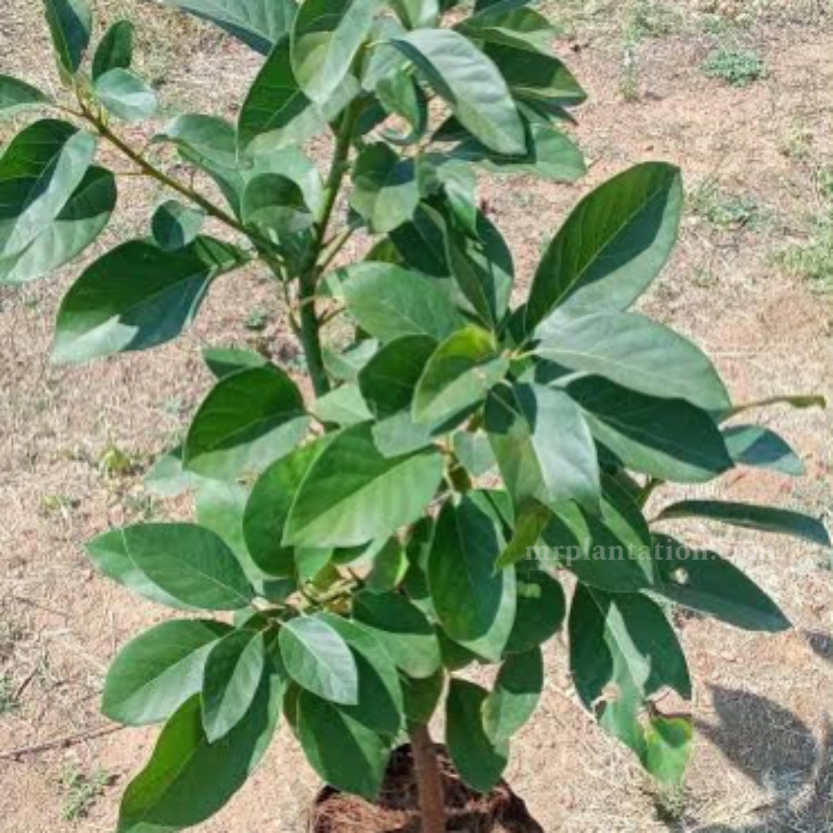 Green bulb Avacado plant