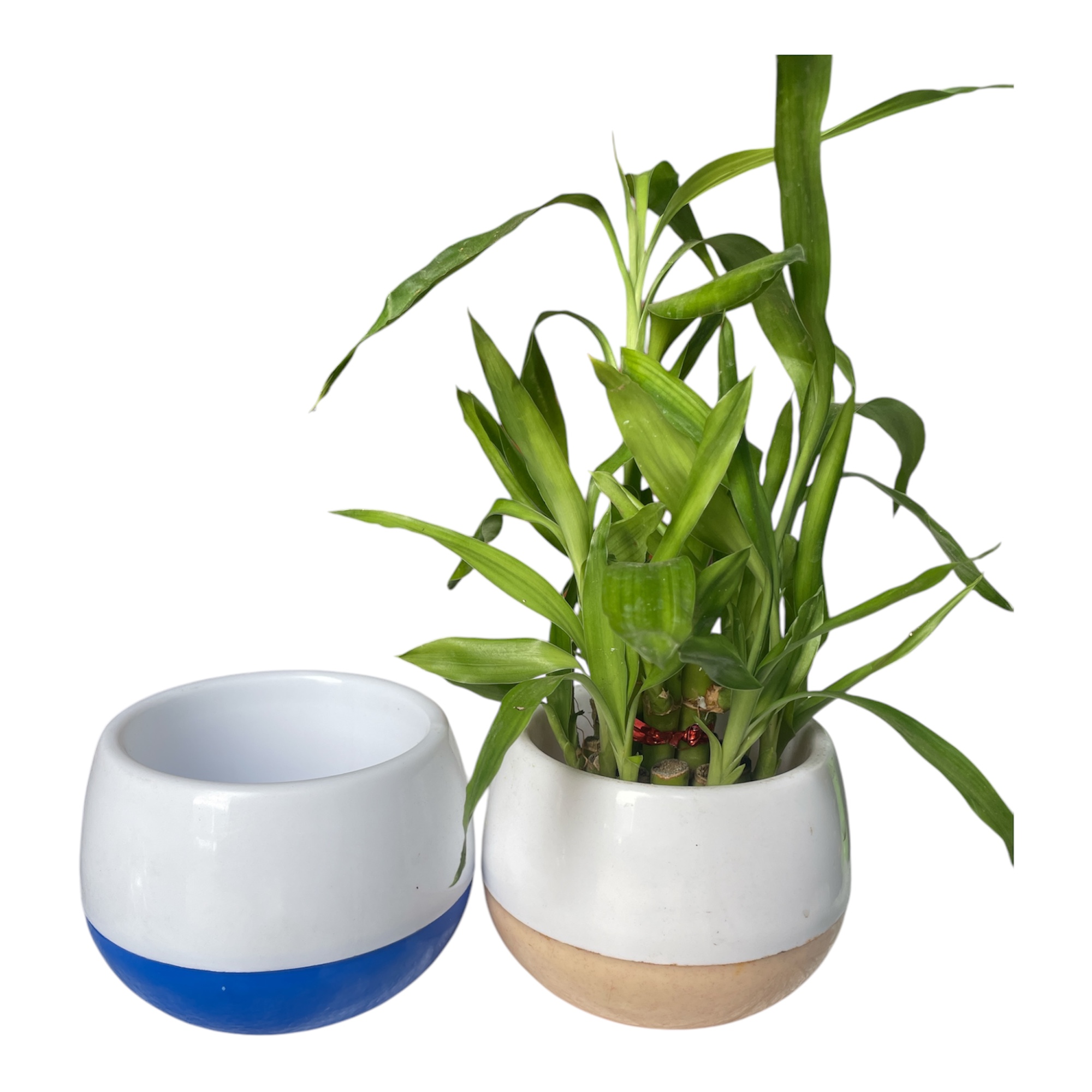 Apple Pot ( Pack of 1)