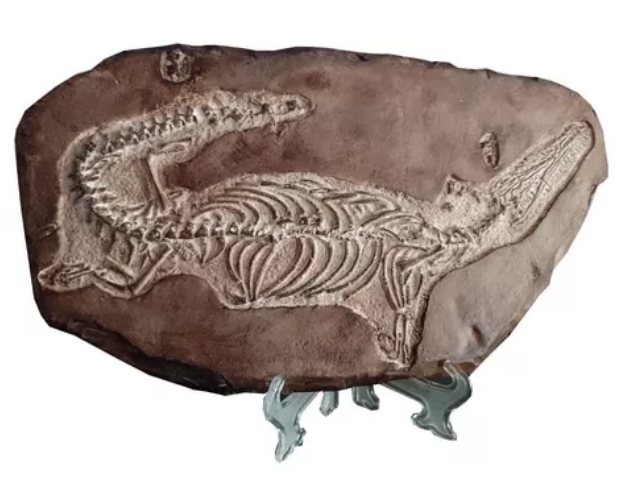 Mesosaurus brasiliensis