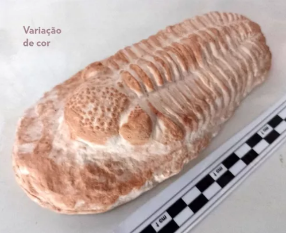 Réplica Fóssil De Trilobita Placopida