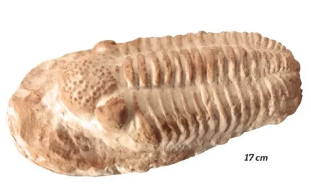Réplica Fóssil De Trilobita Placopida