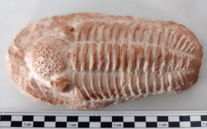 Réplica Fóssil De Trilobita Placopida