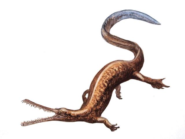 Mesosaurus brasiliensis