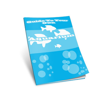 Guide To Your Own Aquarium