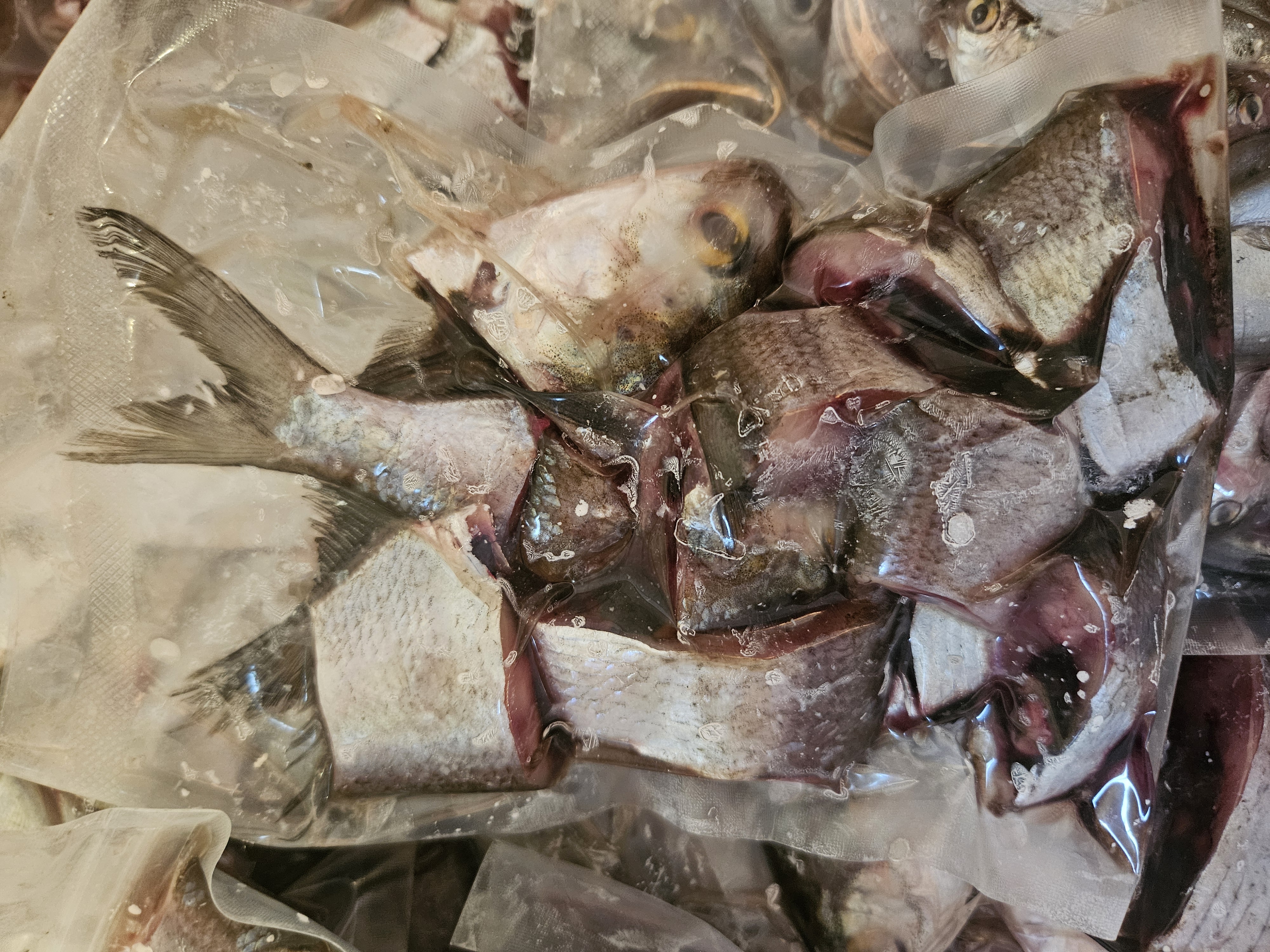 Frozen Shad Cut Bait