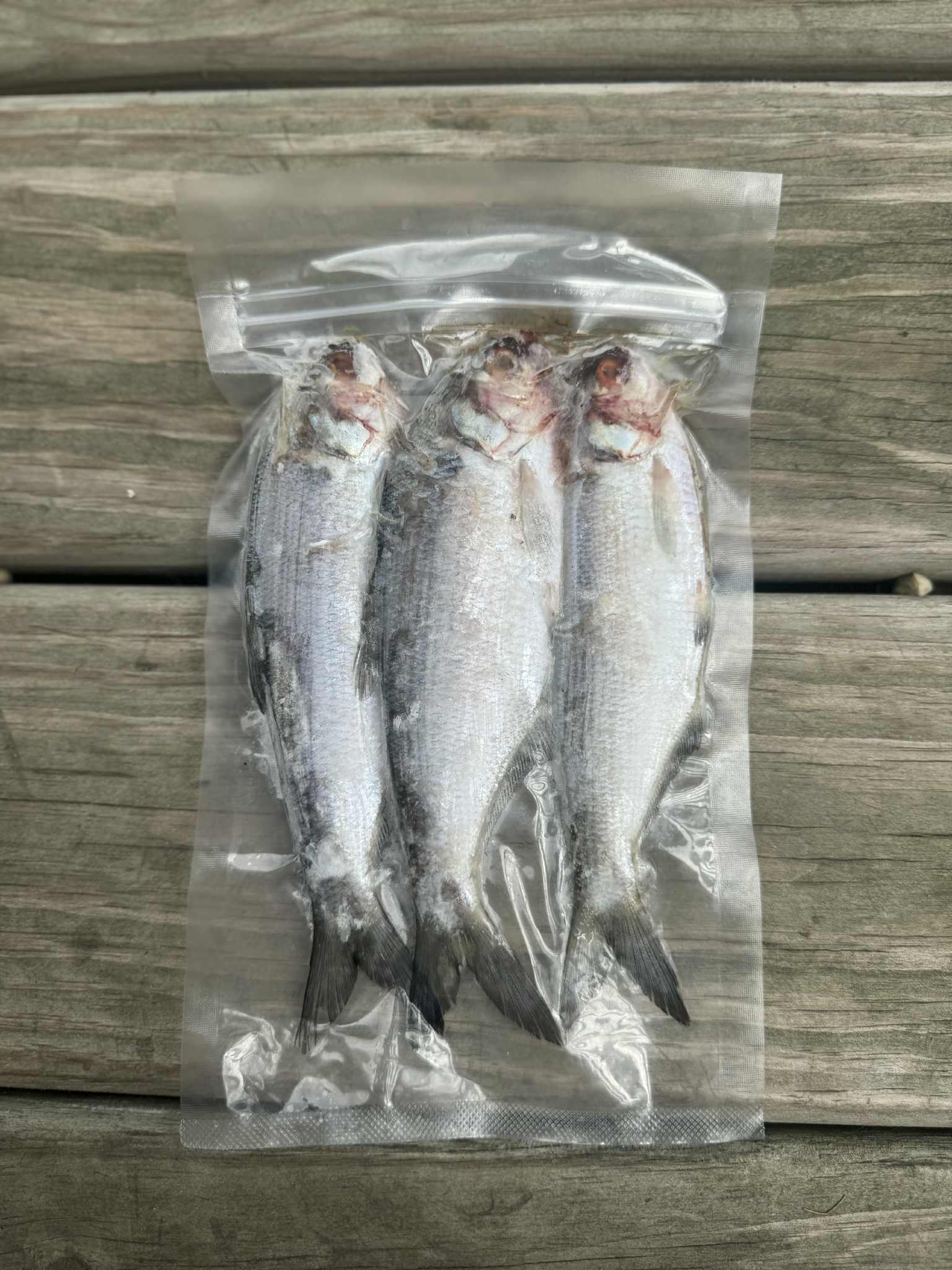Frozen Shad
