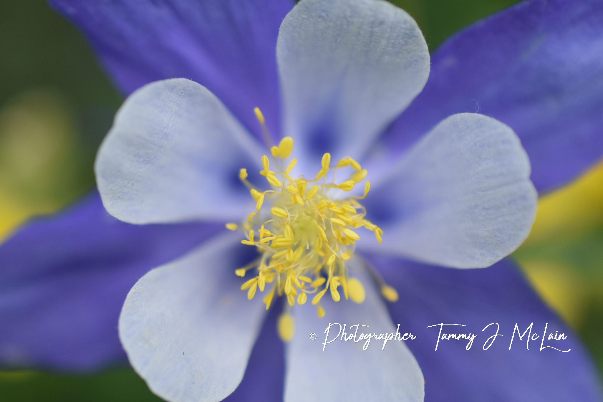 Colorado Columbine's Close-Up