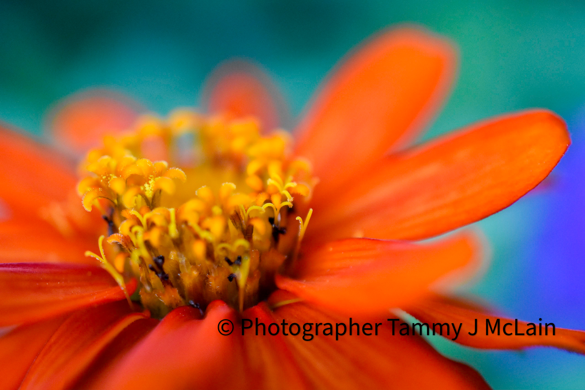 Orange Crush