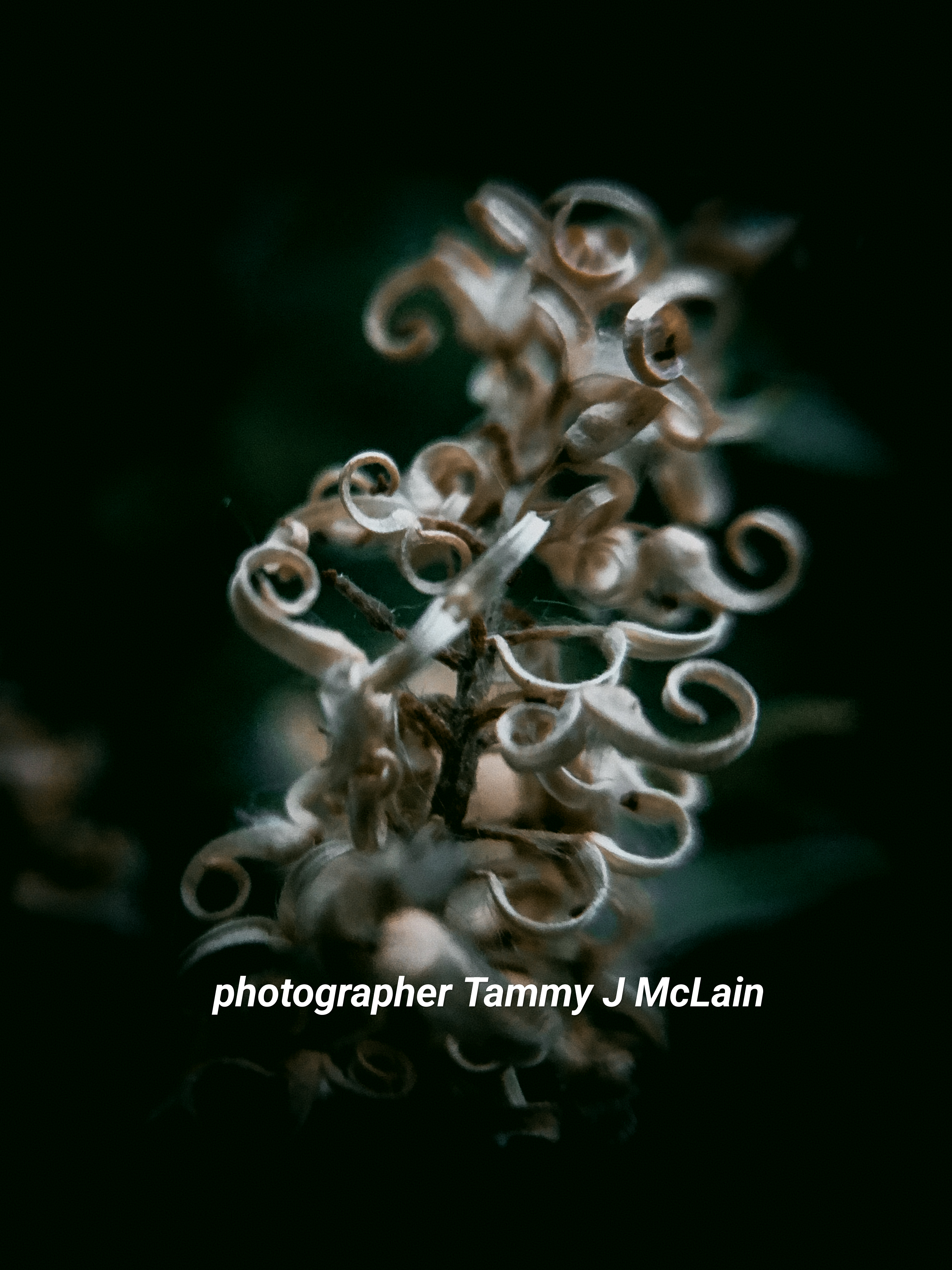 Autumn Spiral