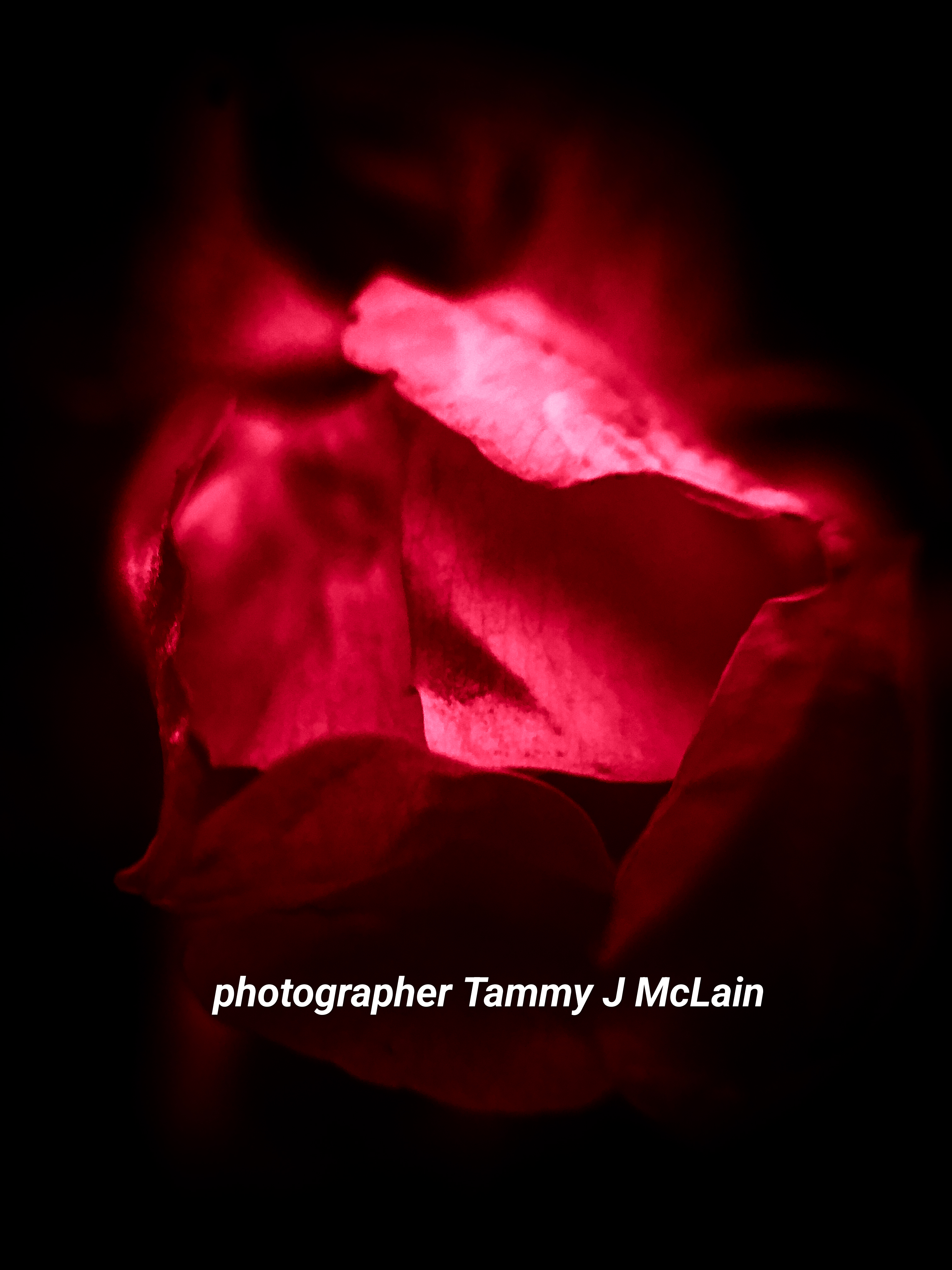 Ephemeral Noir: A Rose Unvailed