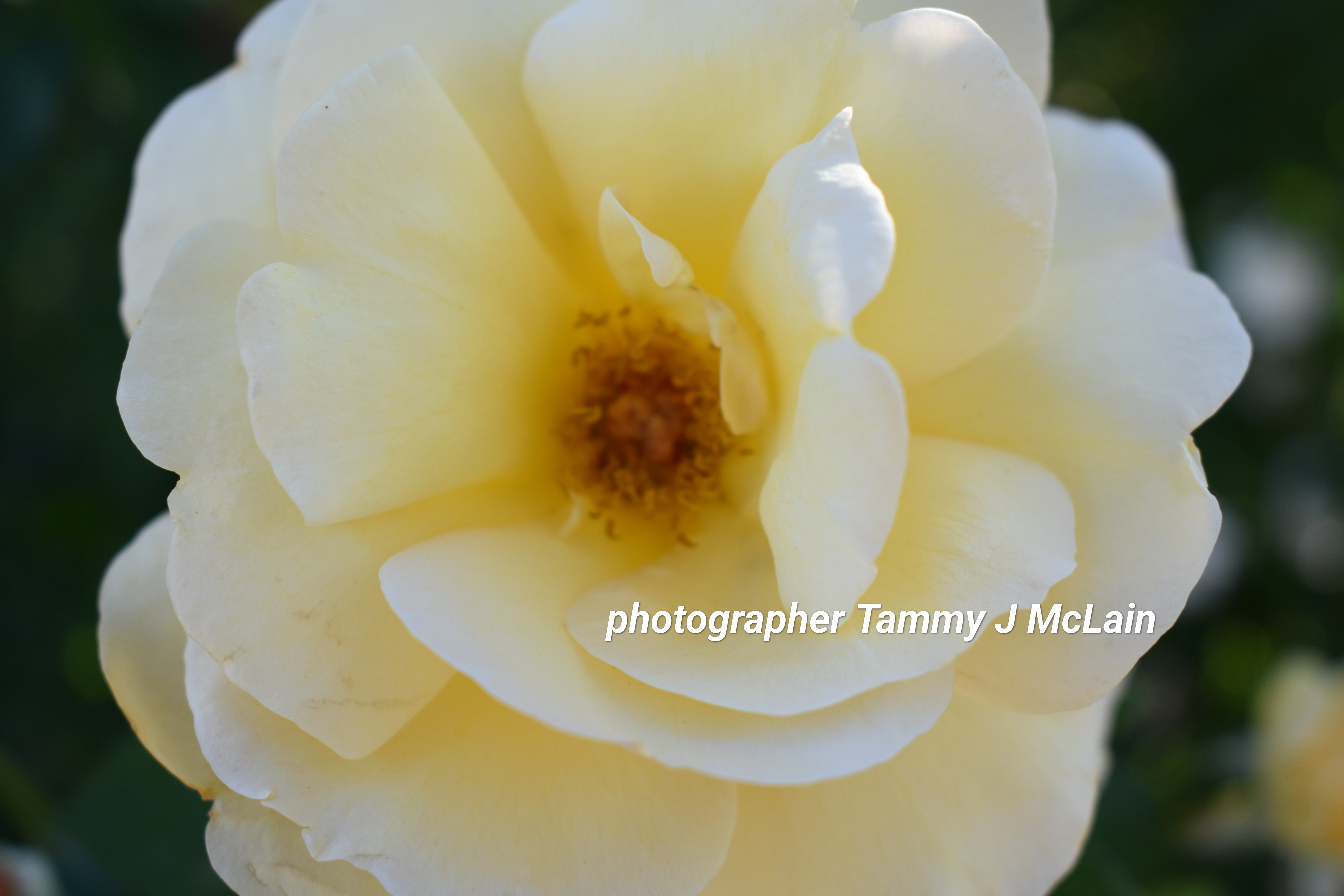 Timeless Petals