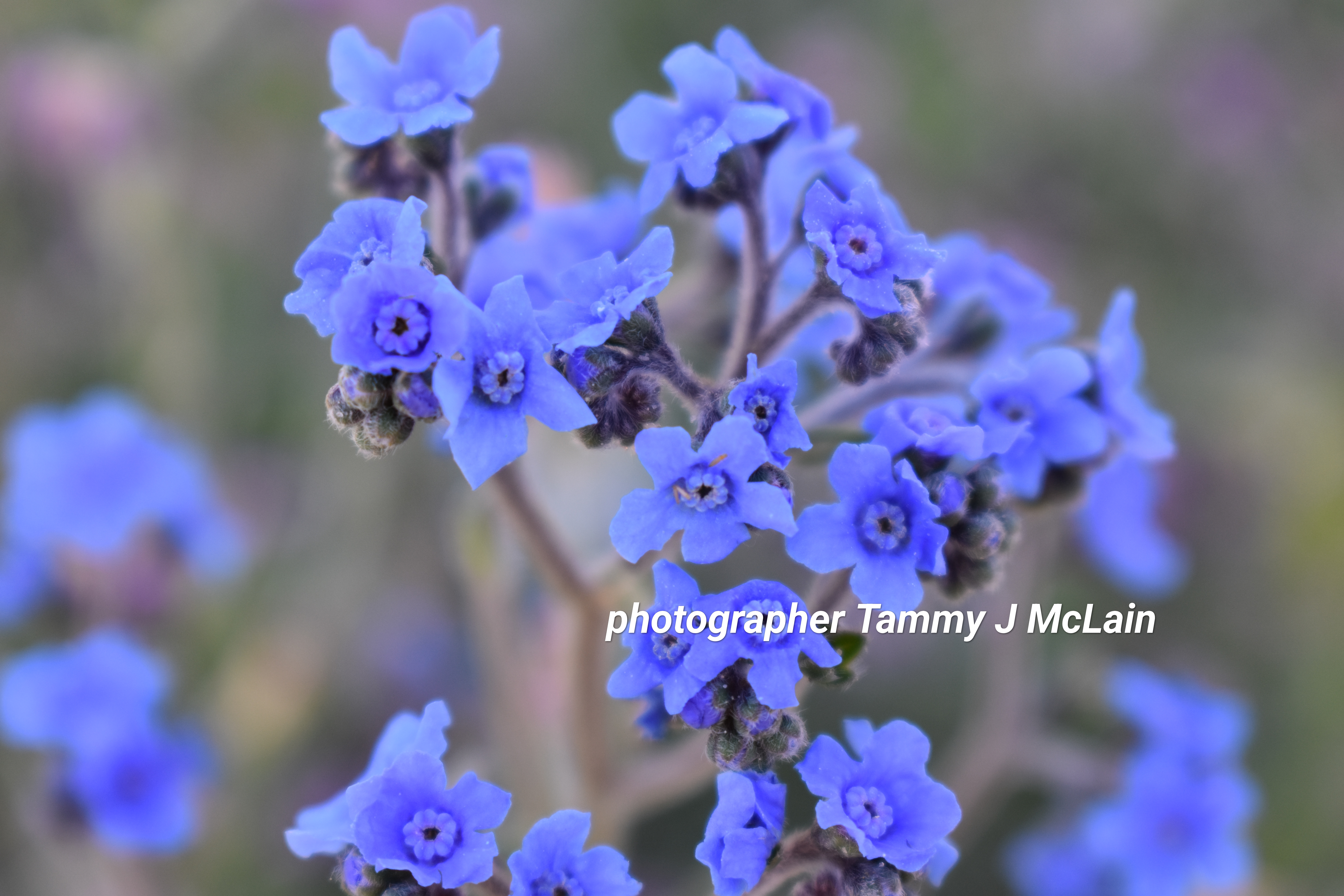 Indigo Wild Flowers