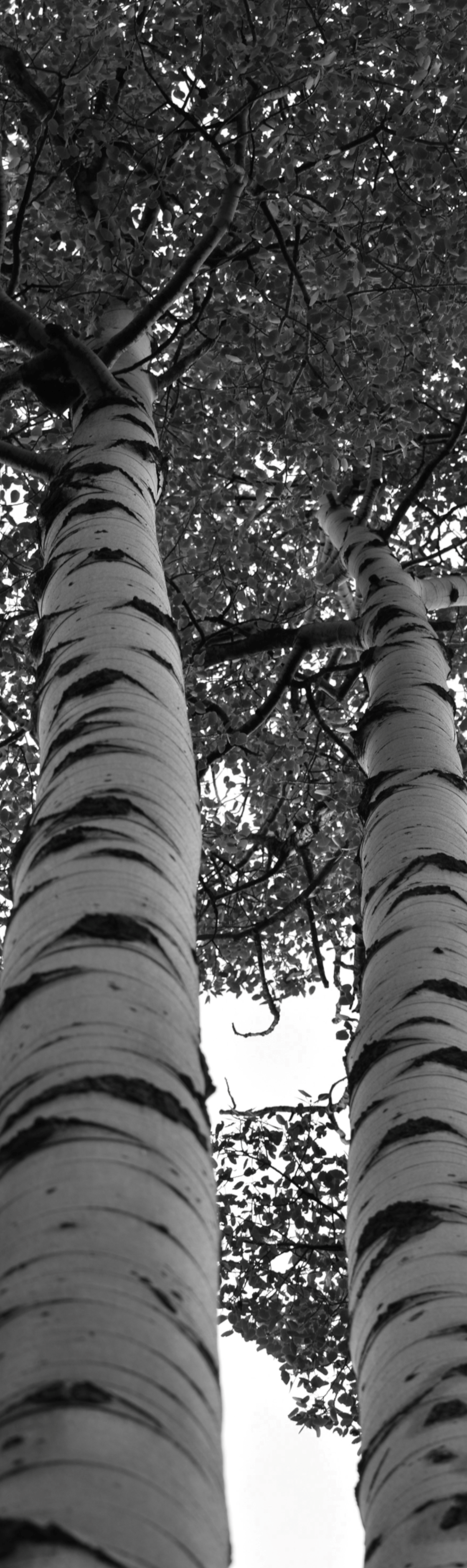 Black & White Dual Aspen
