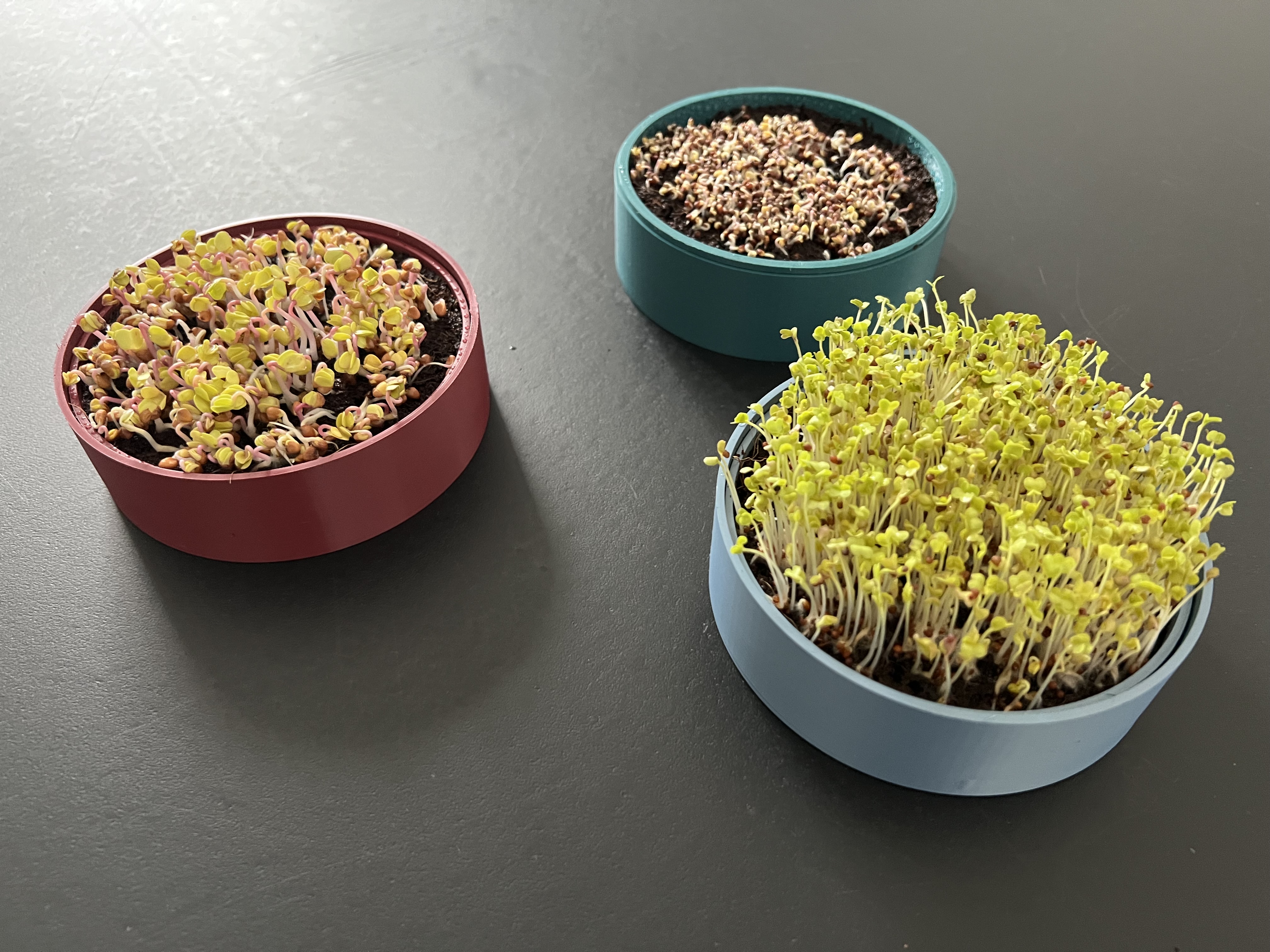 Žalumynų (ūglių) auginimo rinkinys