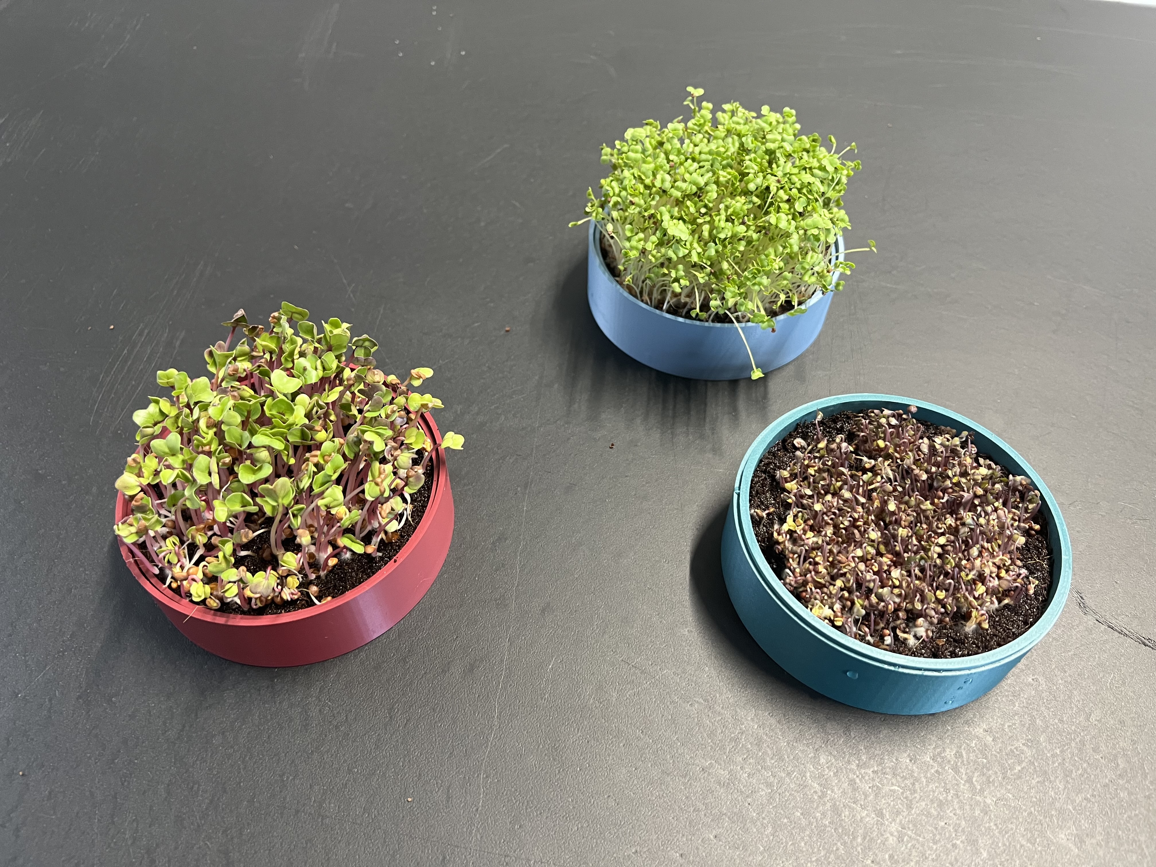 Žalumynų (ūglių) auginimo rinkinys