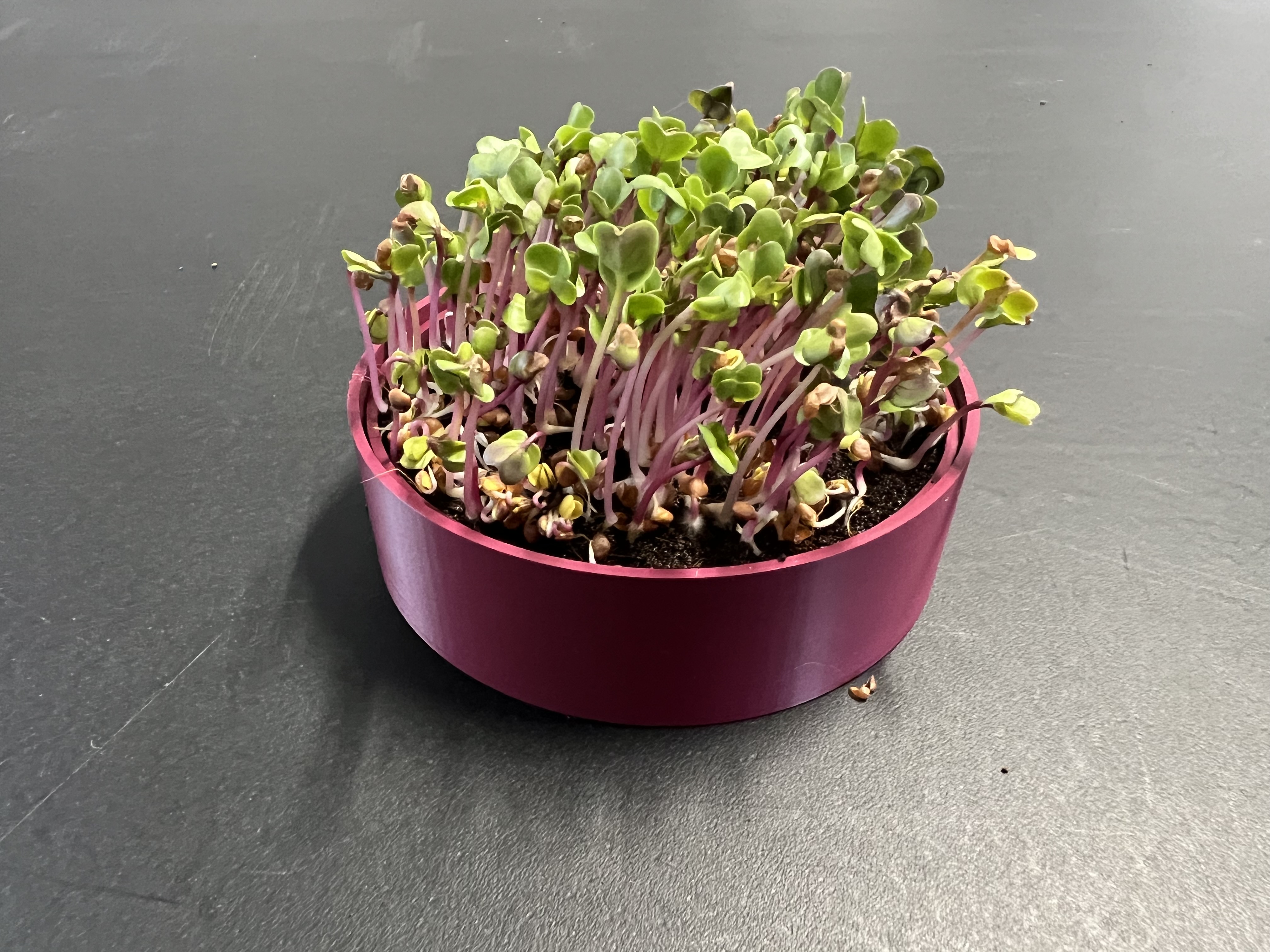 Žalumynų (ūglių) auginimo rinkinys