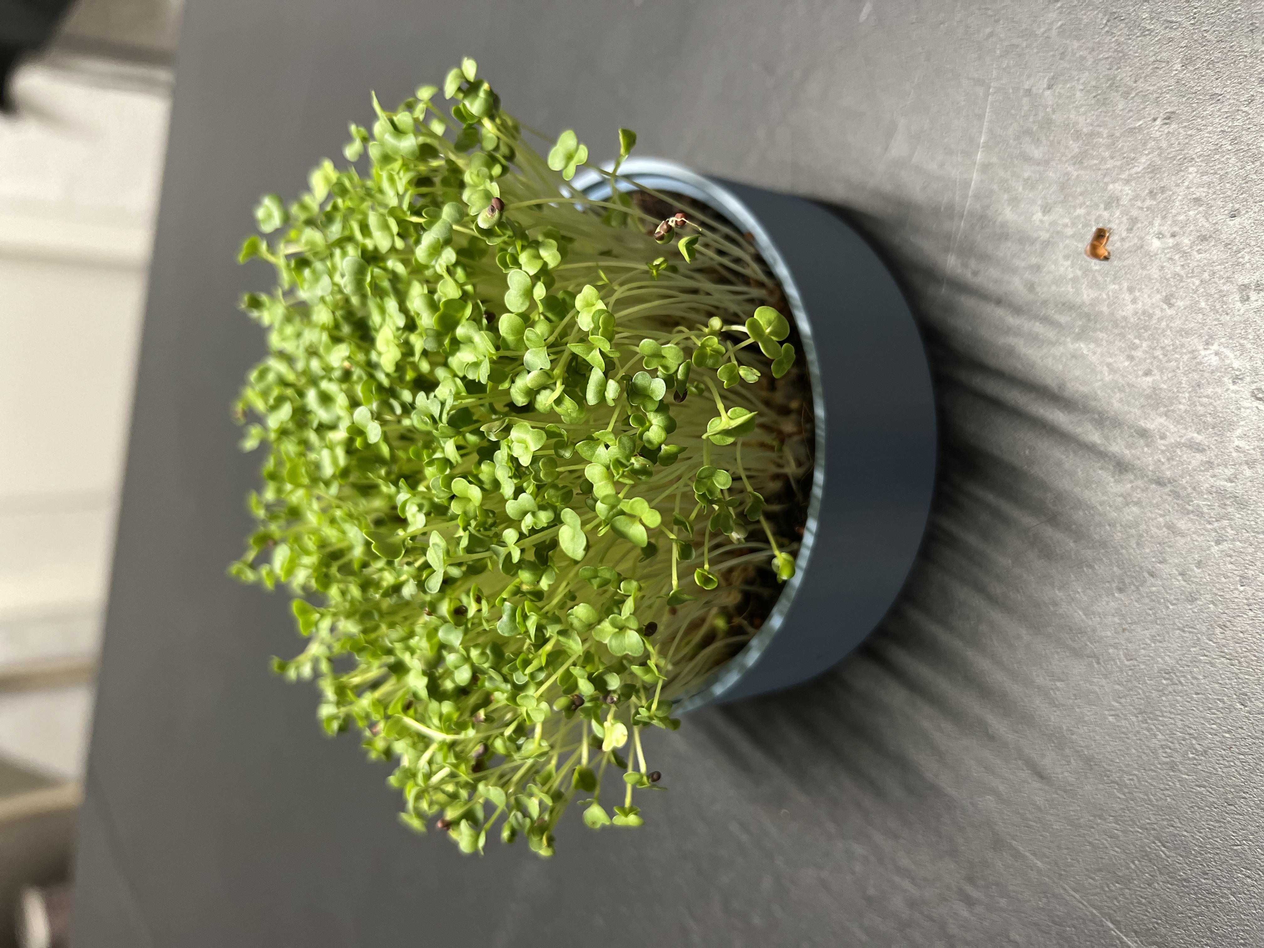 Žalumynų (ūglių) auginimo rinkinys