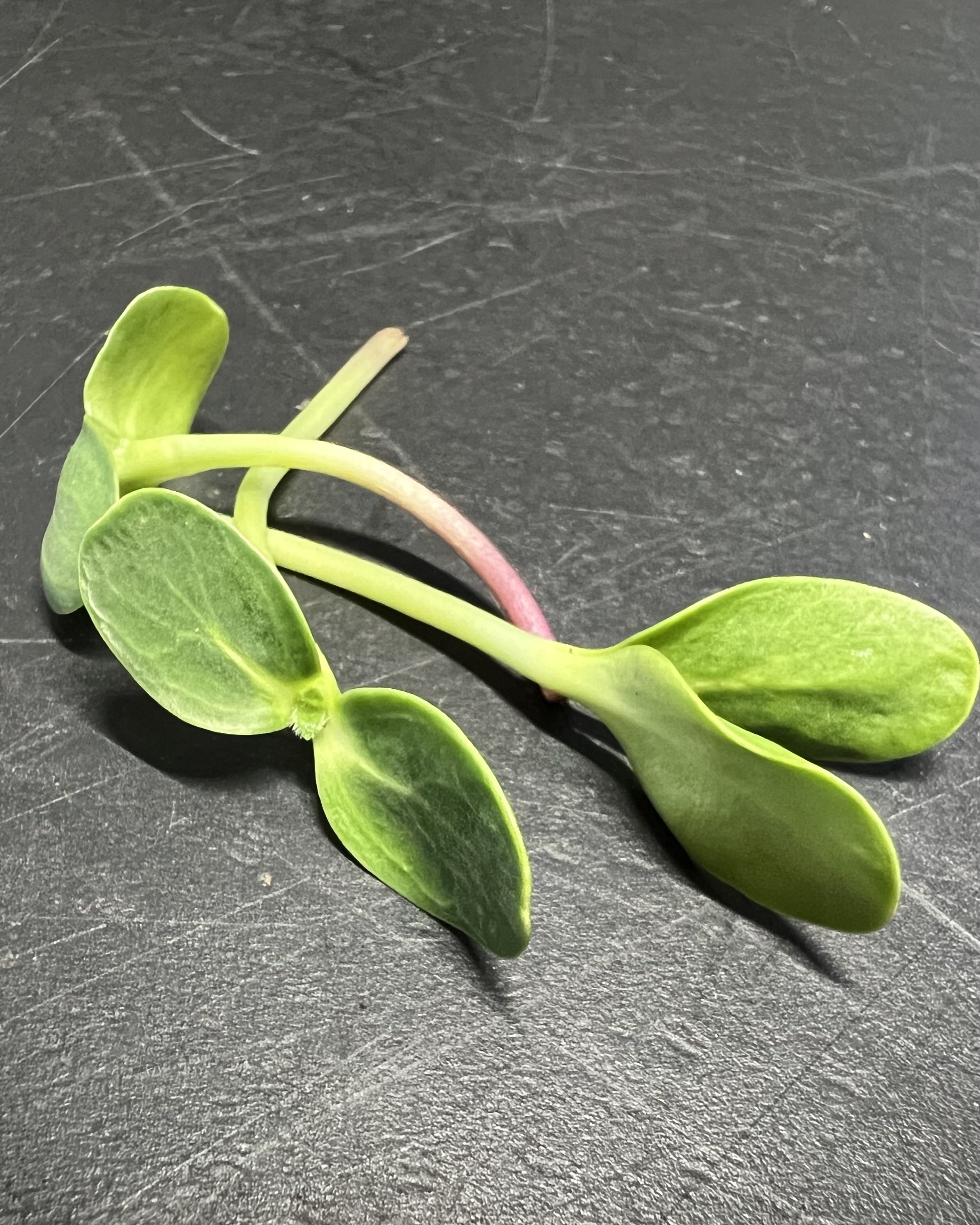 SAULĖGRĄŽŲ ŽALUMYNAI (ūgliai)