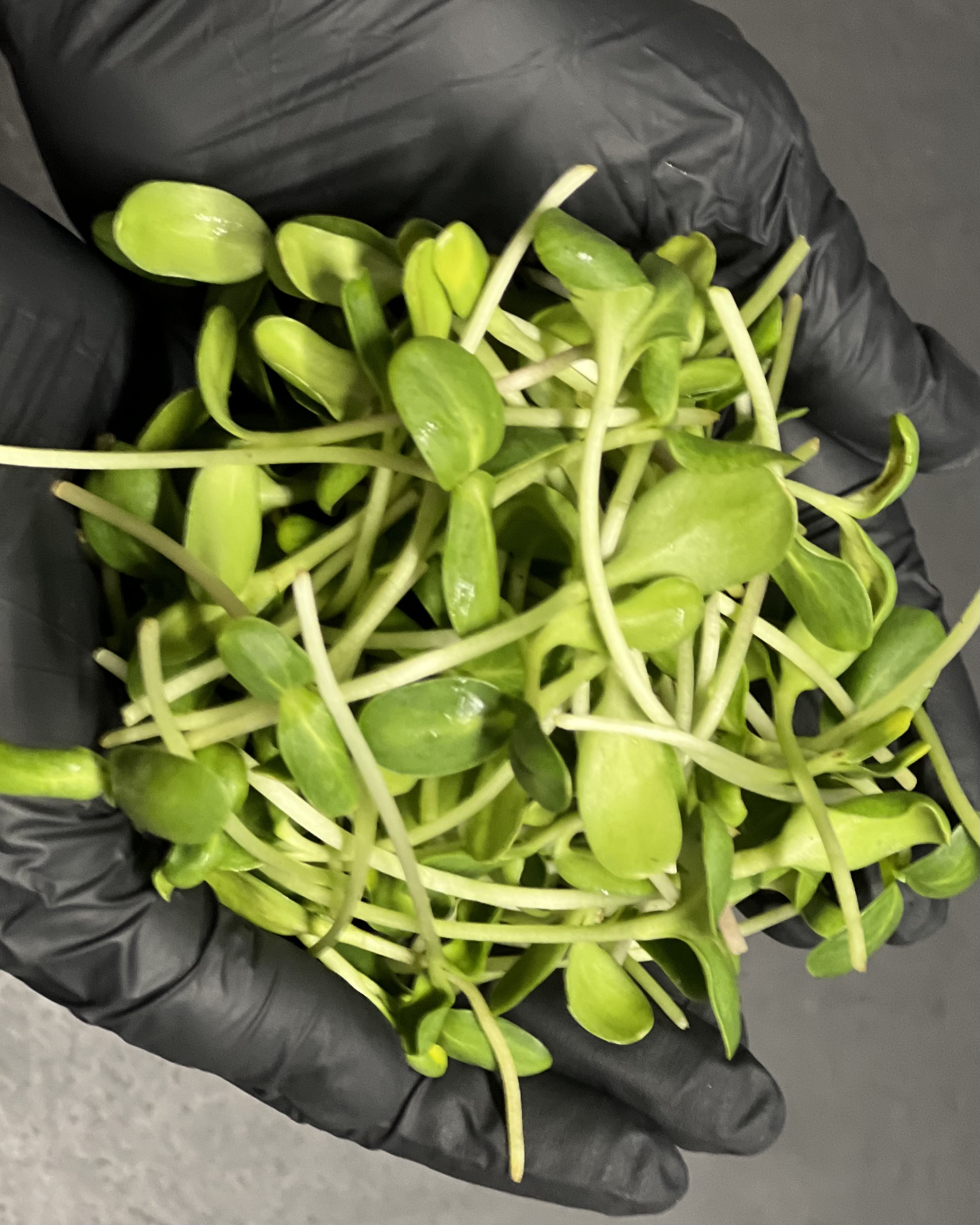 SAULĖGRĄŽŲ ŽALUMYNAI (ūgliai)