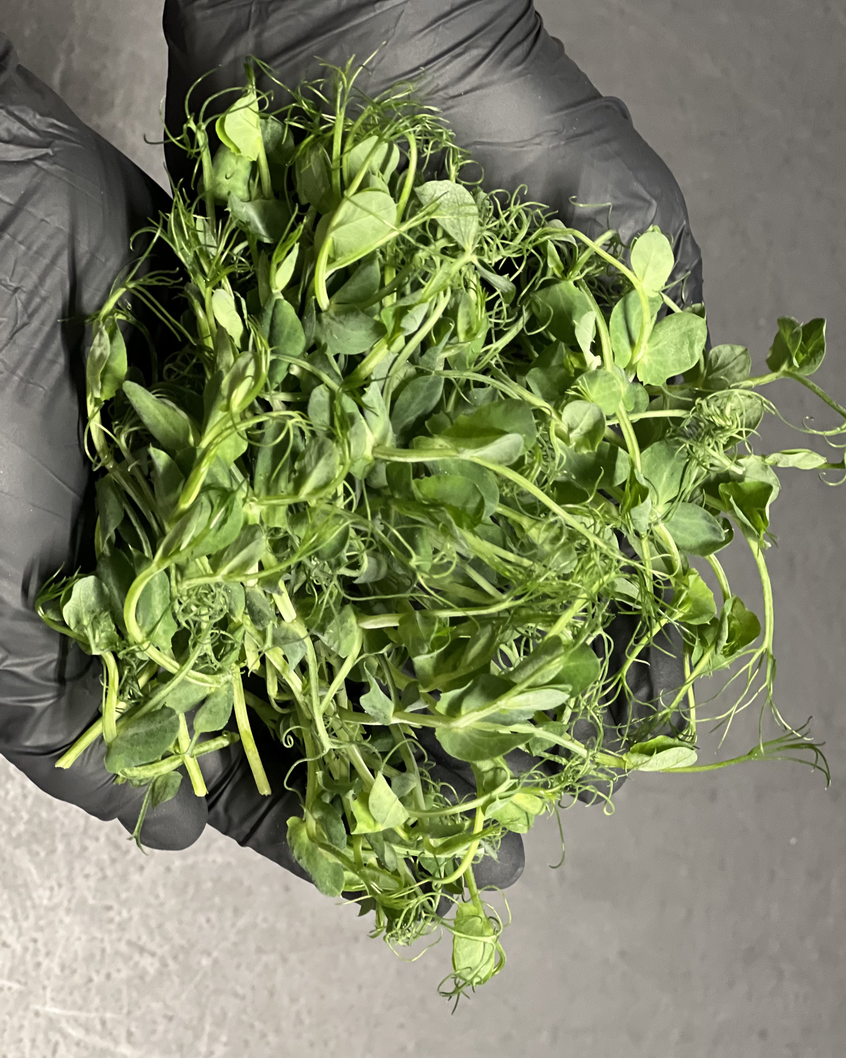 ŽIRNIŲ ŽALUMYNAI (ūgliai) 