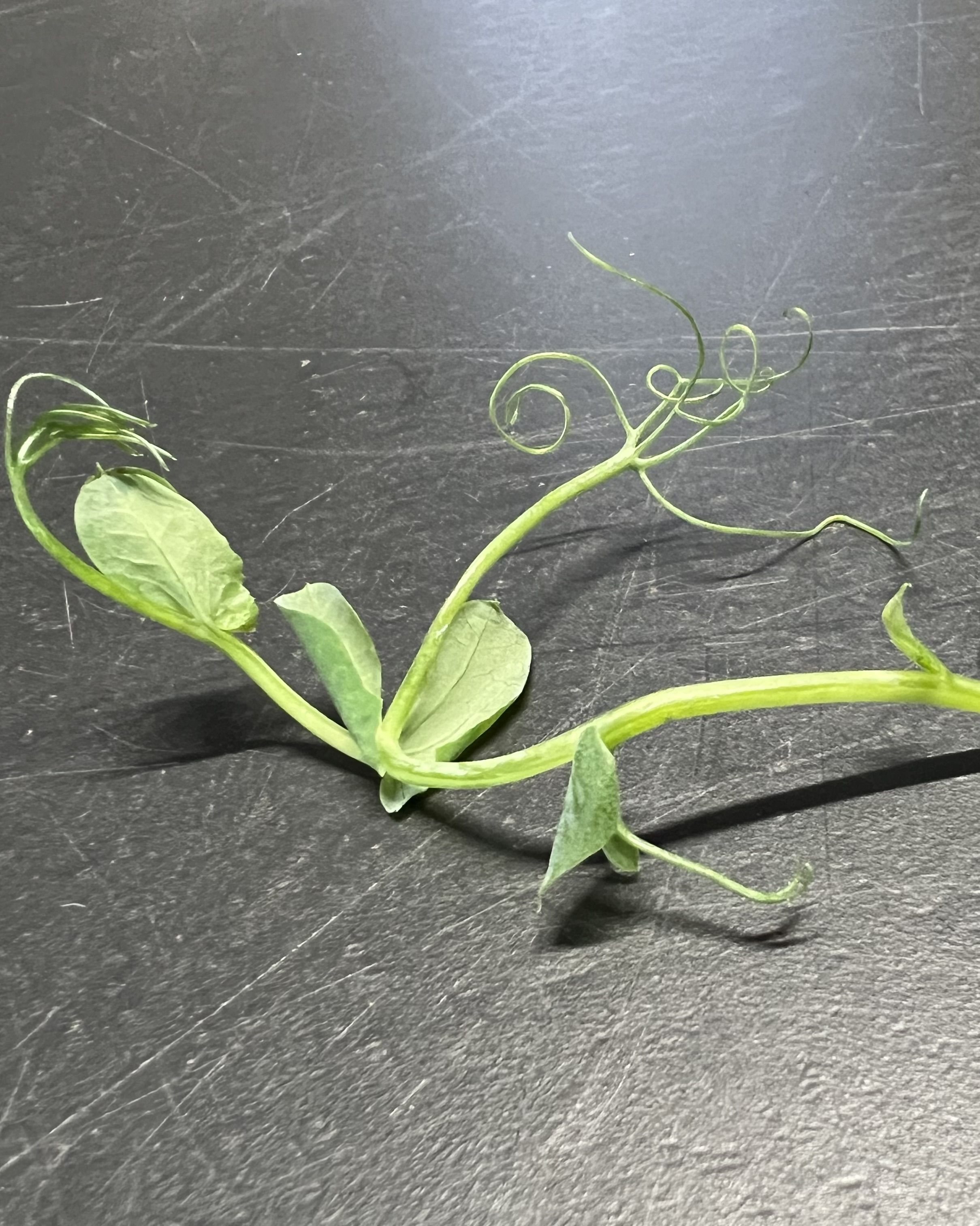 ŽIRNIŲ ŽALUMYNAI (ūgliai) 