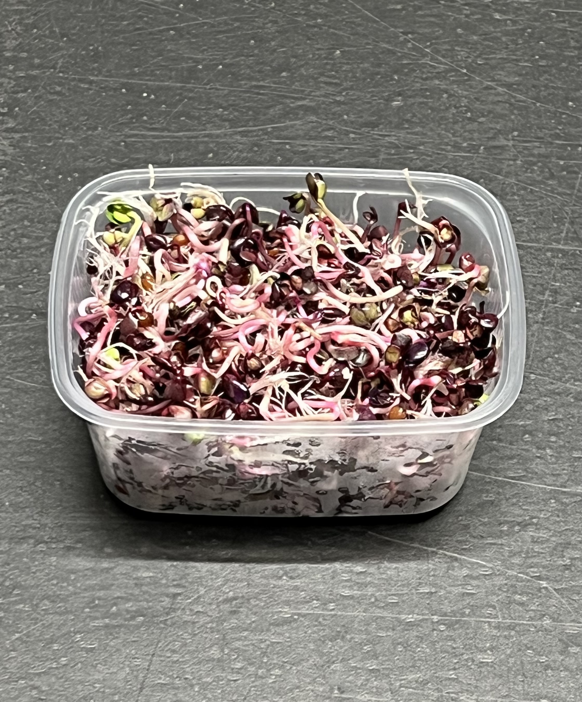 VIOLETINIO RIDIKĖLIO DAIGAI