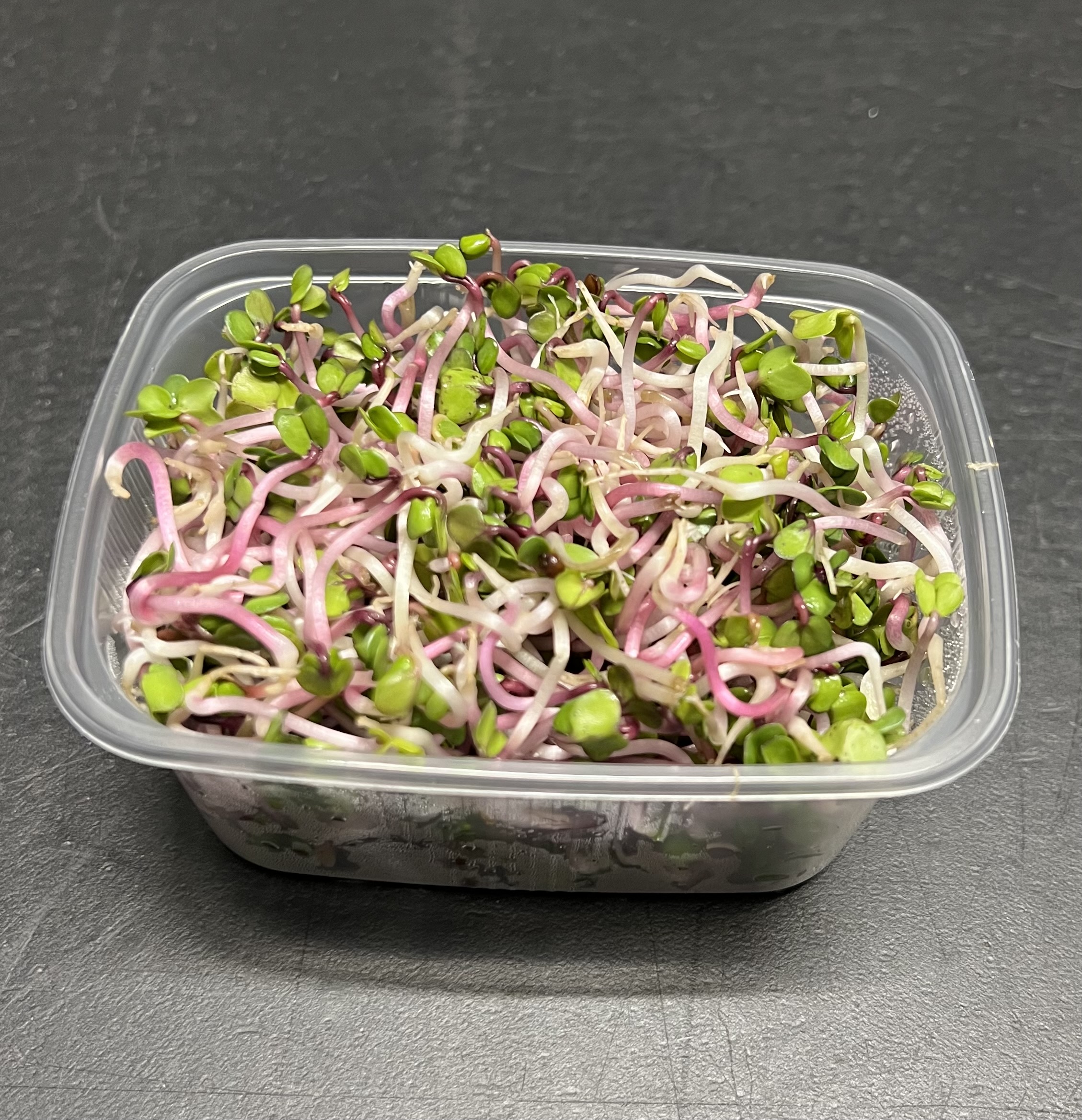 ROŽINIO RIDIKĖLIO DAIGAI