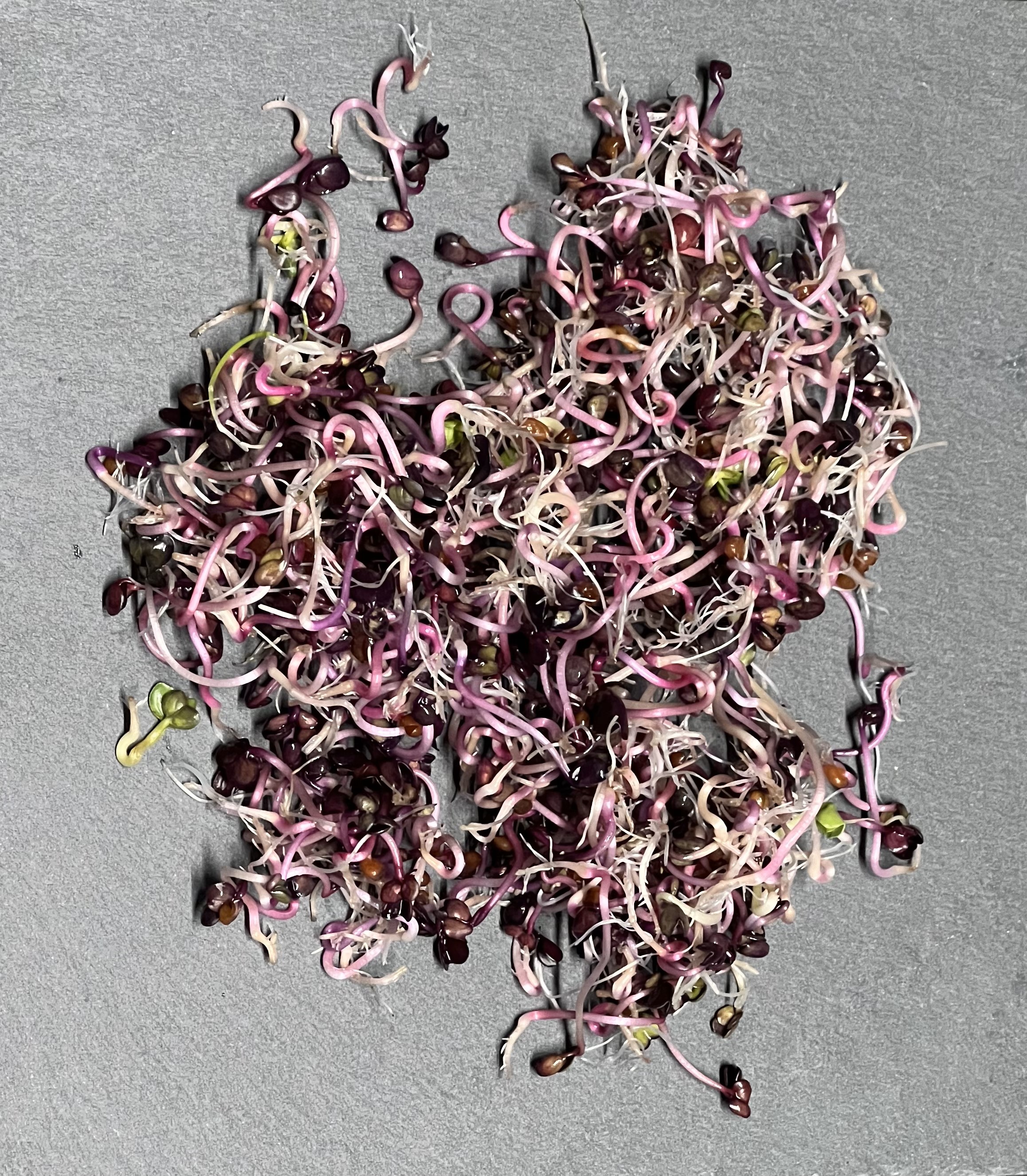 VIOLETINIO RIDIKĖLIO DAIGAI