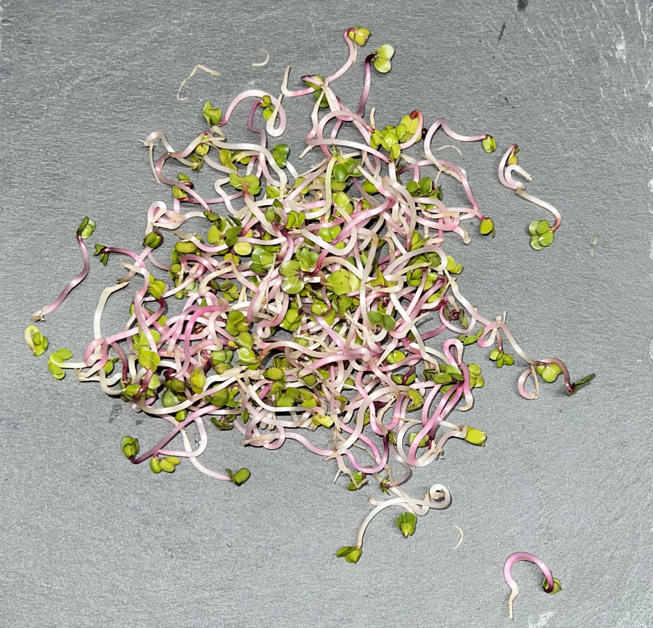 ROŽINIO RIDIKĖLIO DAIGAI