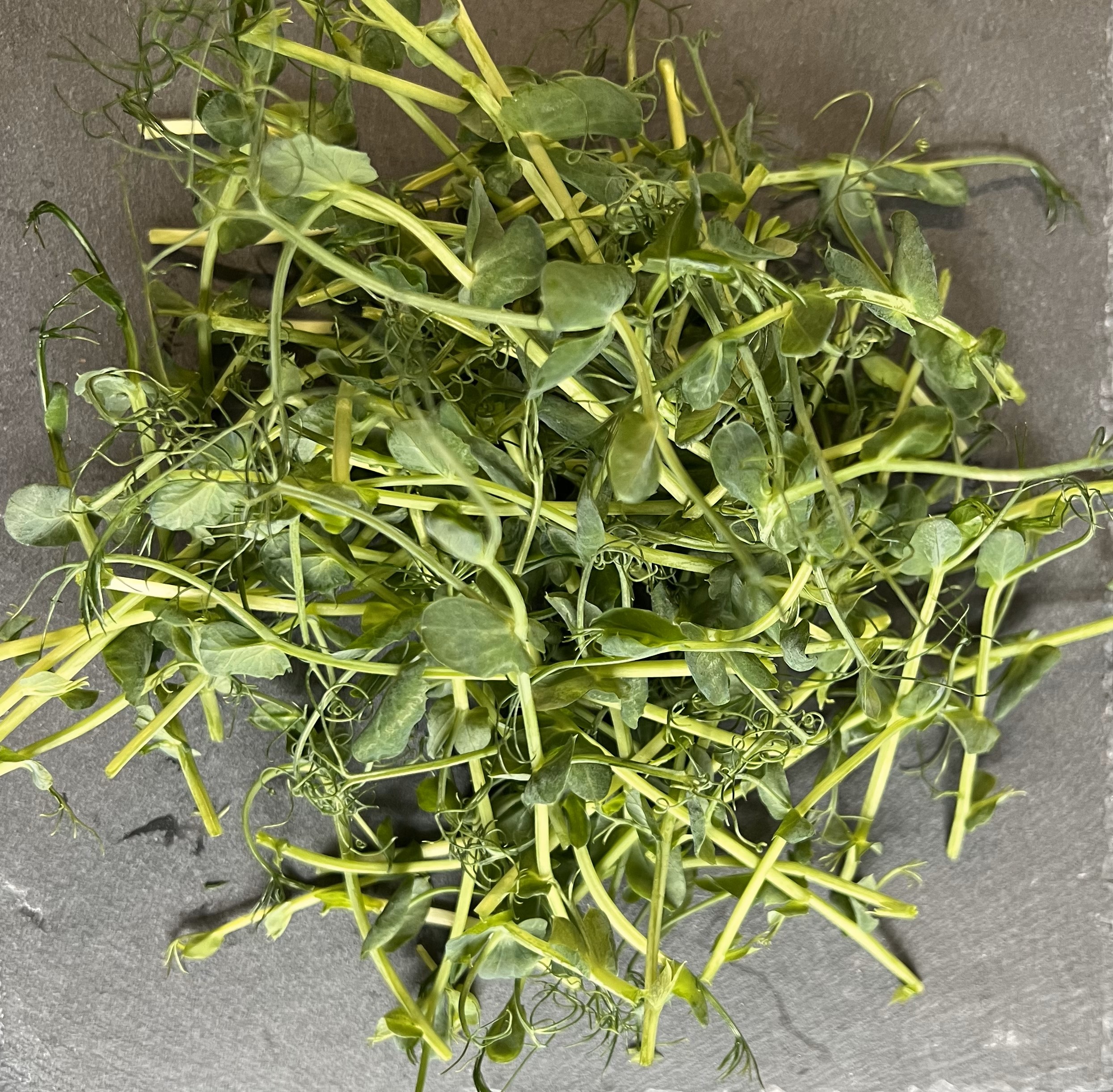 ŽIRNIŲ ŽALUMYNAI (ūgliai) 