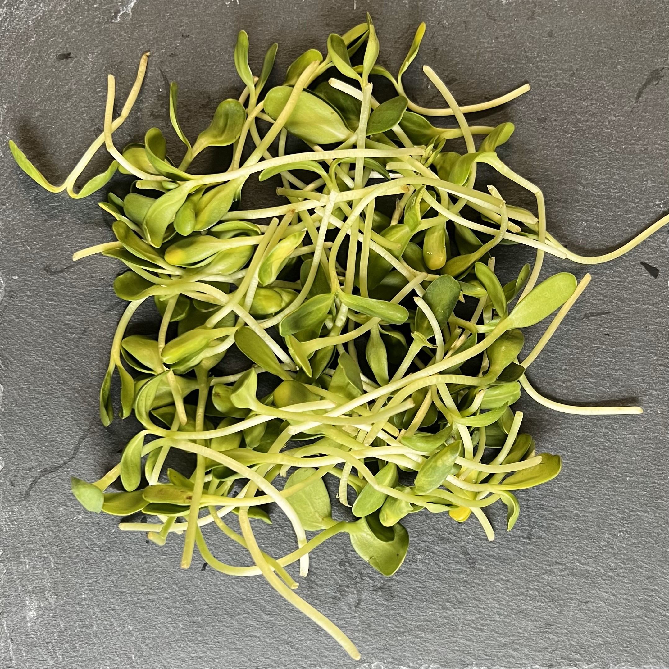 SAULĖGRĄŽŲ ŽALUMYNAI (ūgliai)