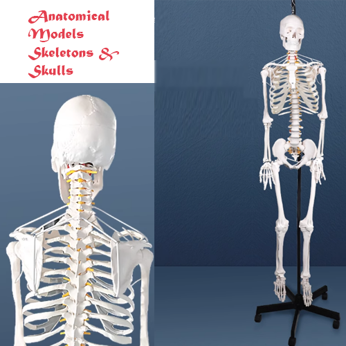  1:1 Anatomical Skelecton & Skull model