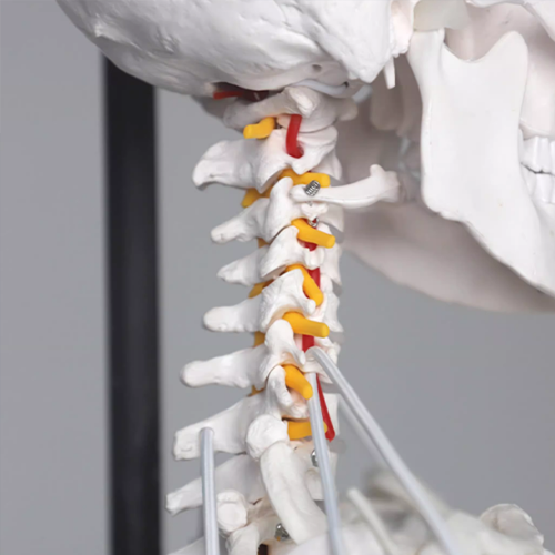  1:1 Anatomical Skelecton & Skull model
